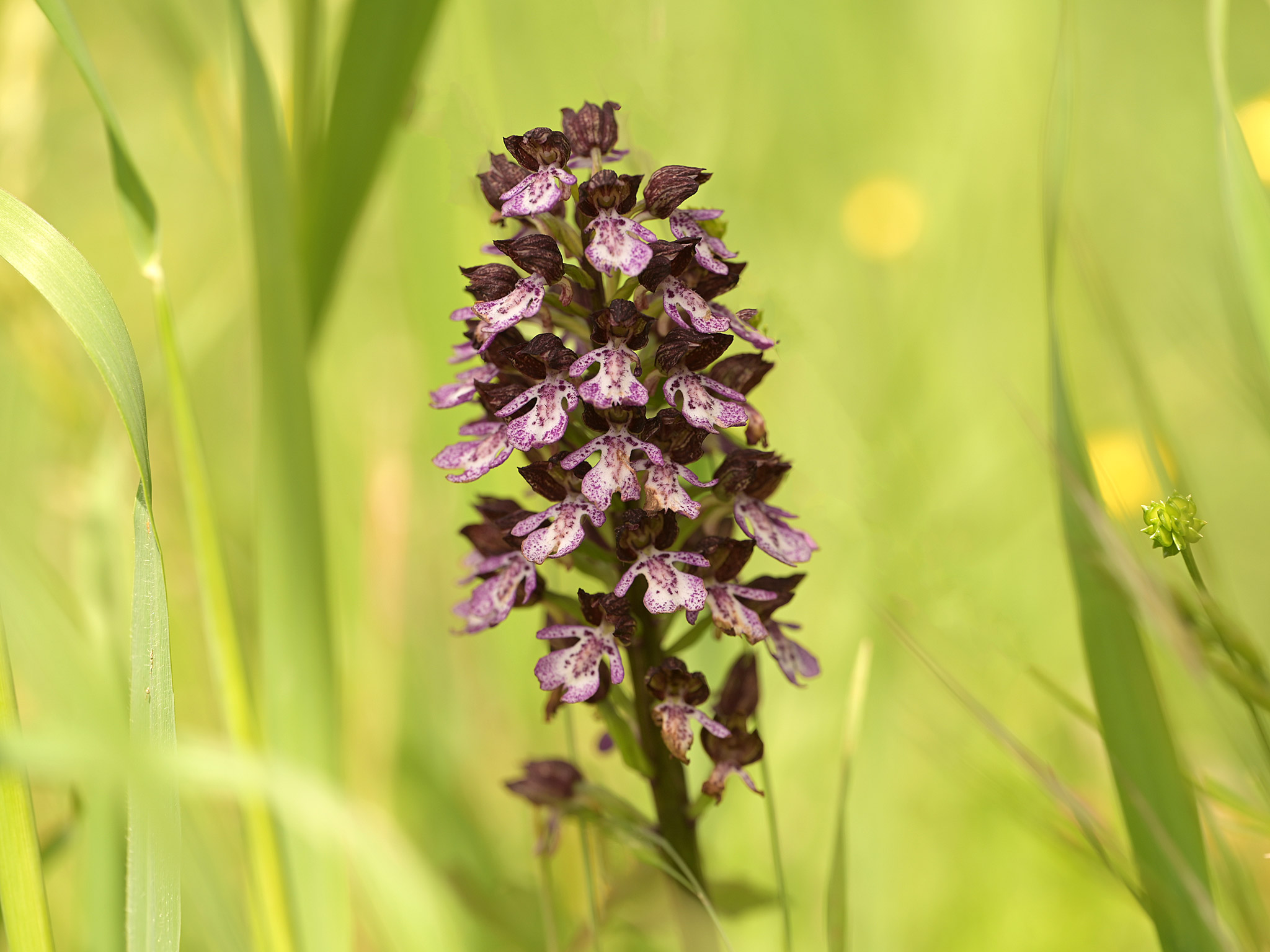 Purpurea di Orchis