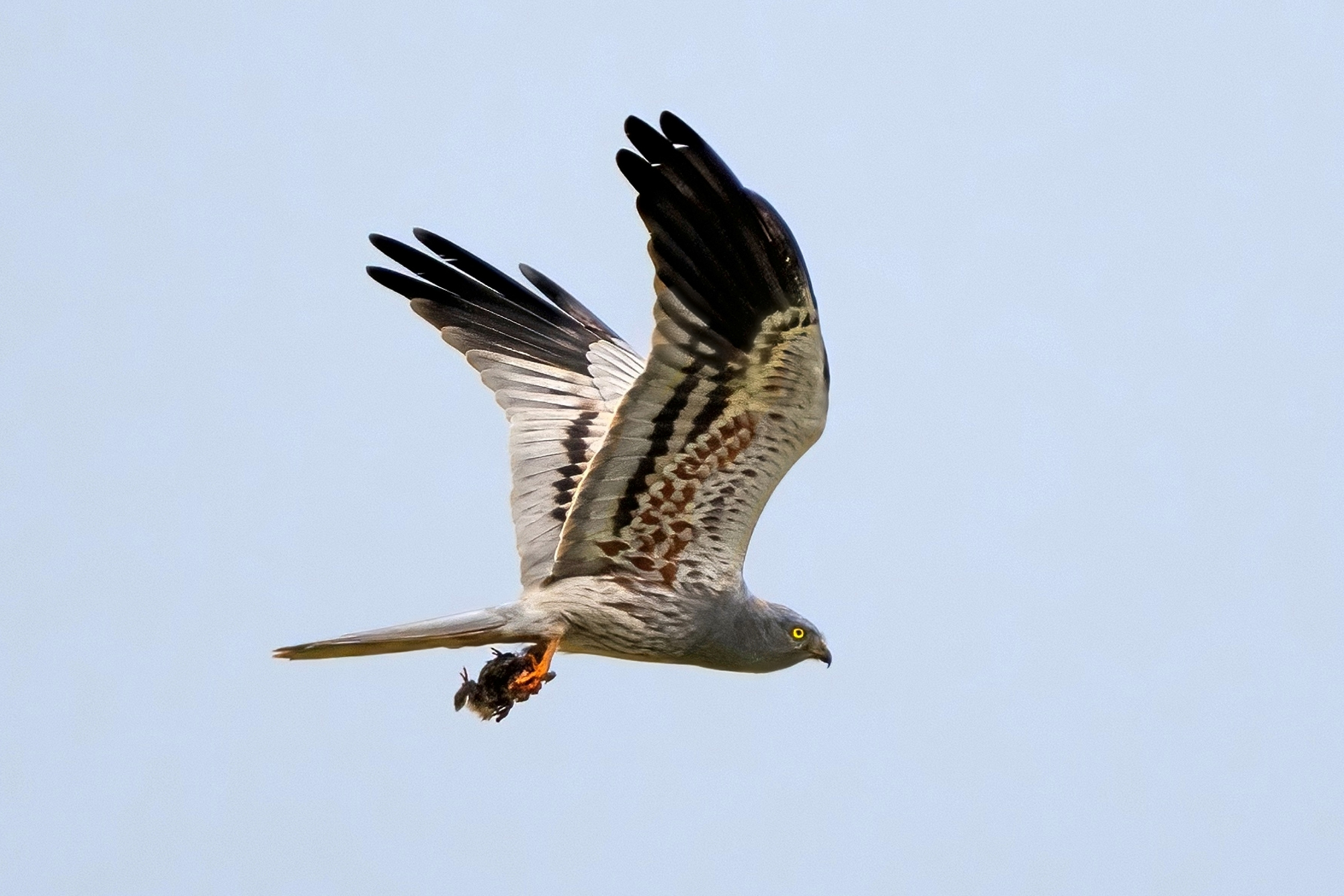 Hen harrier (Circus pygargus) - male
