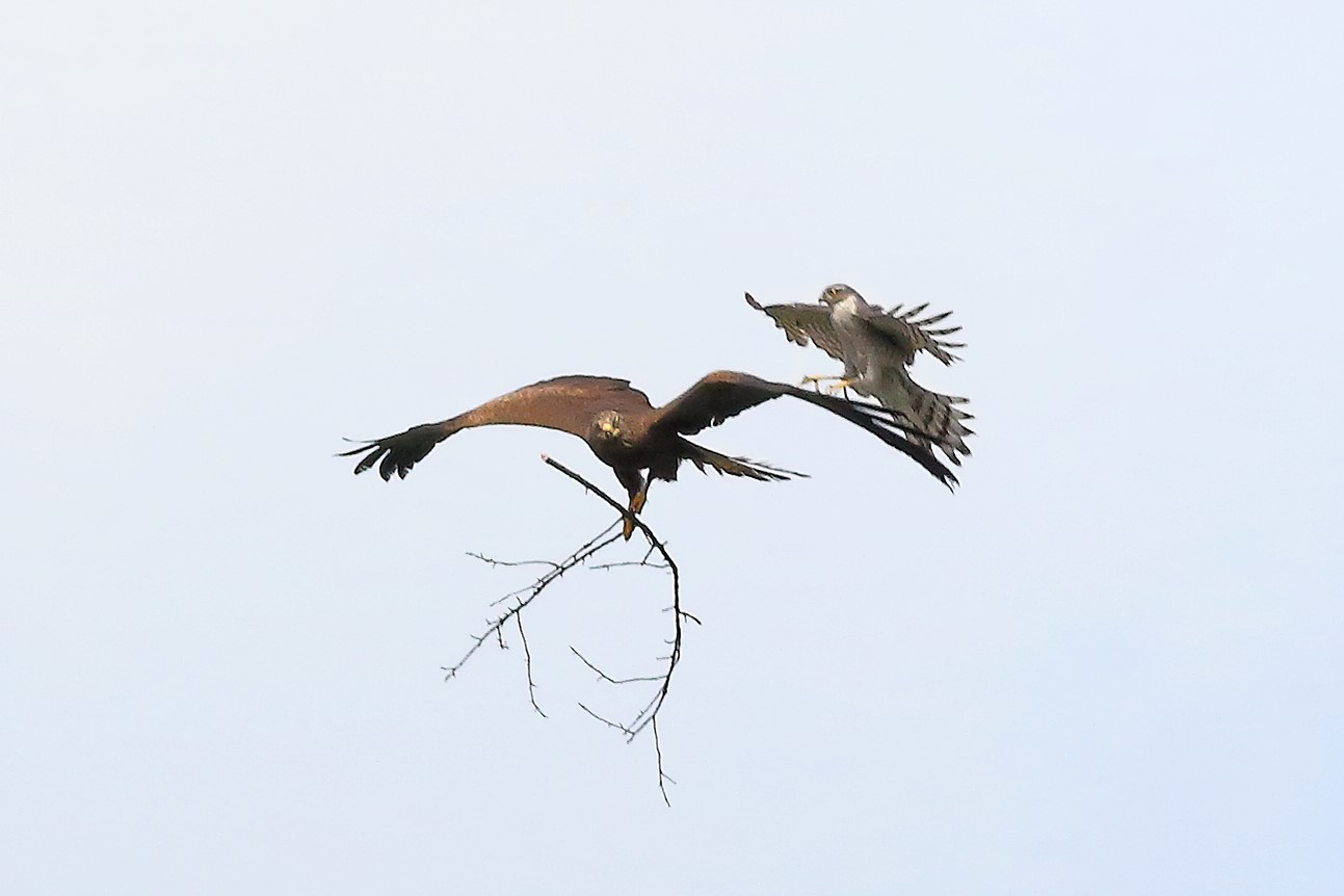 Black Kite vs Sparrowhawk May 2024 - 8651