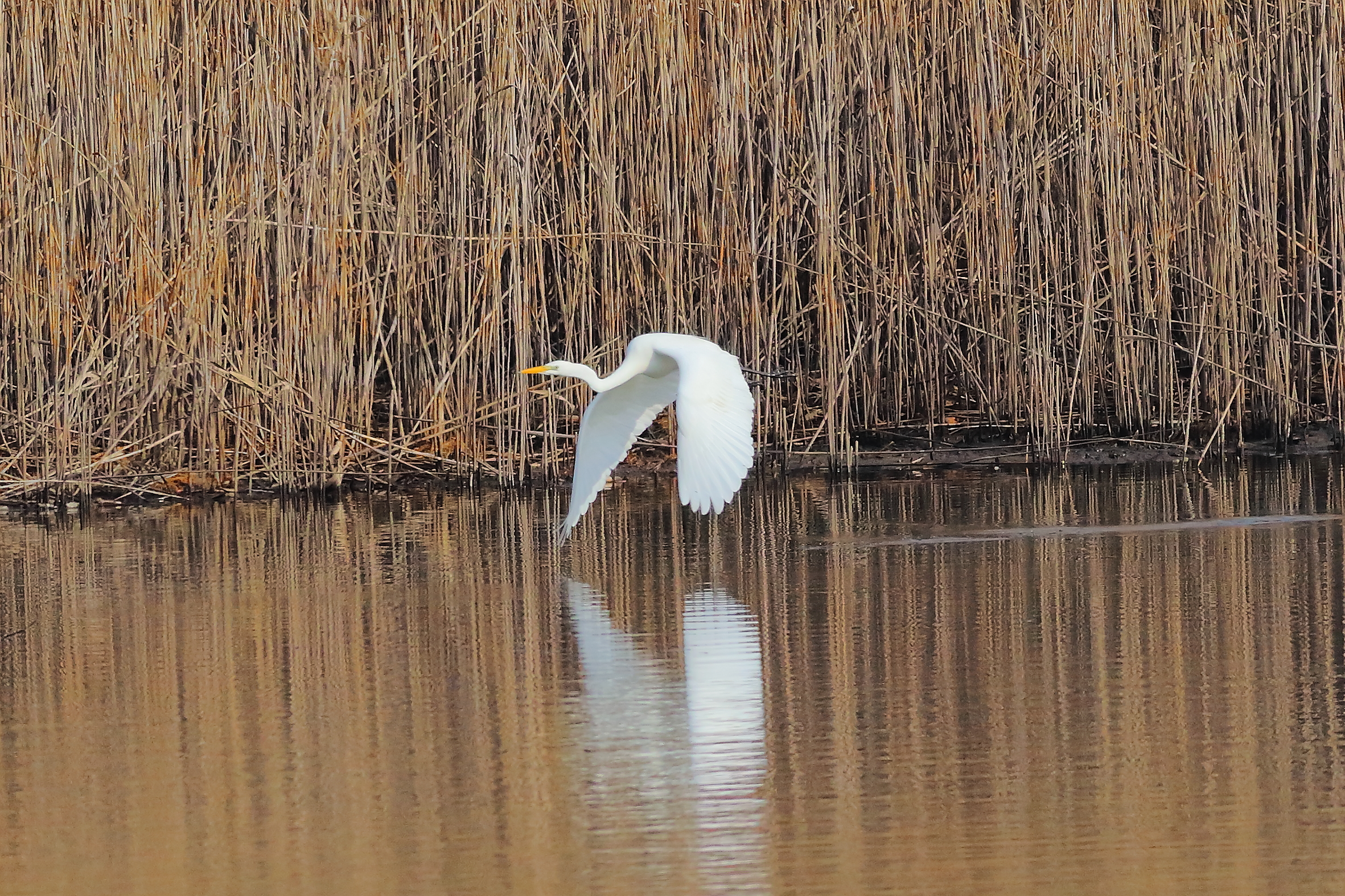 Airone BM 21 February 2024 - 6670