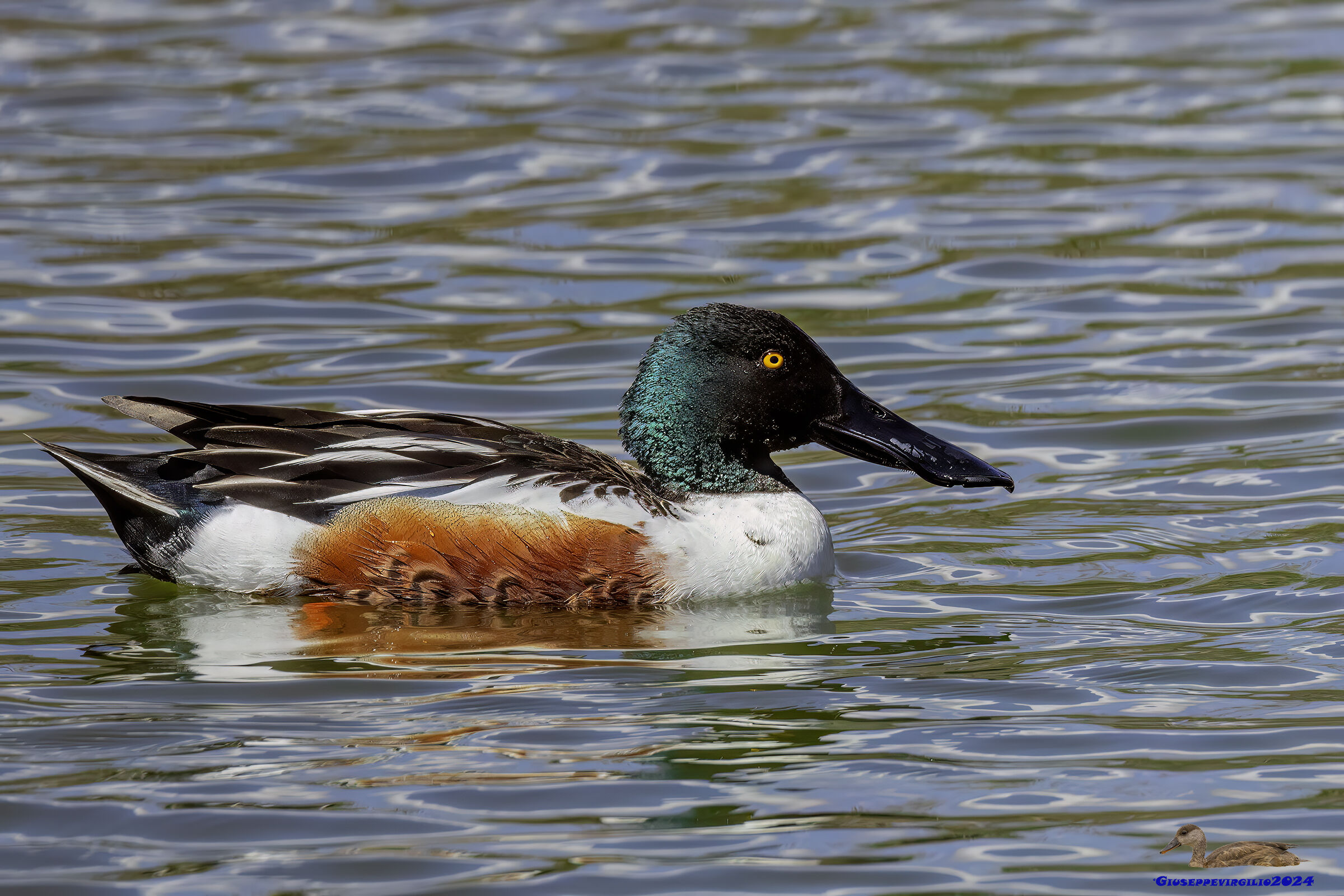 Ladle (Sardinia 2024)