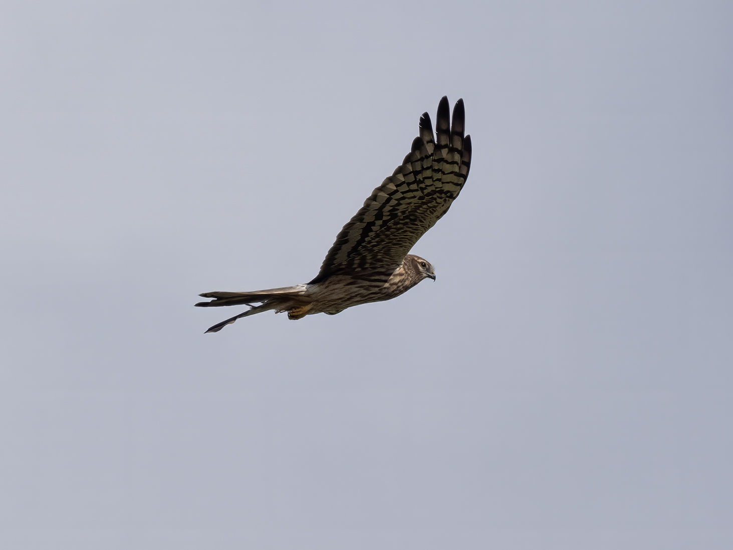 Harrier
