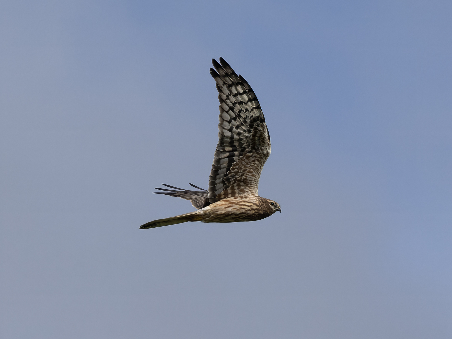 Harrier