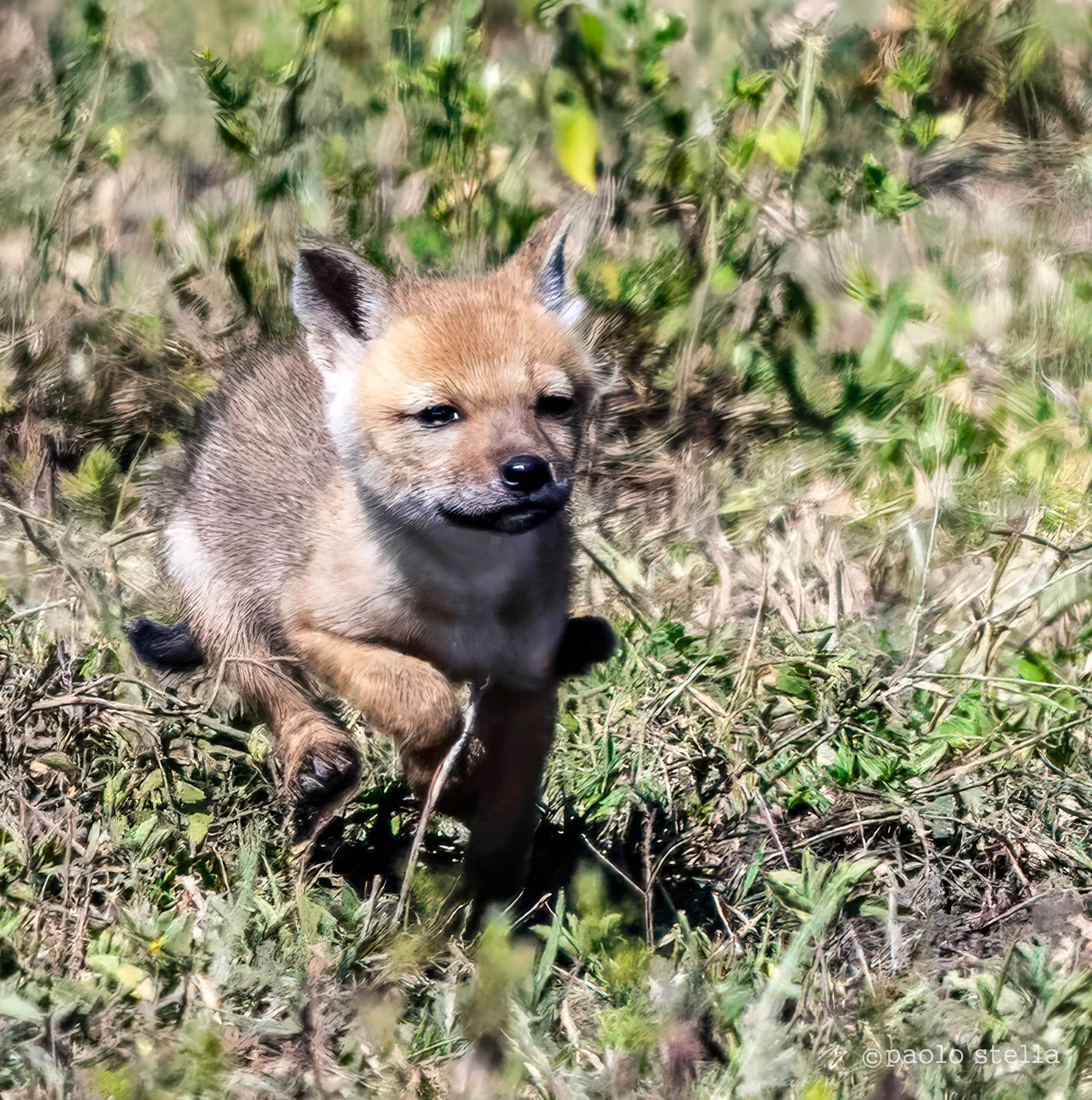 black-backed jackal