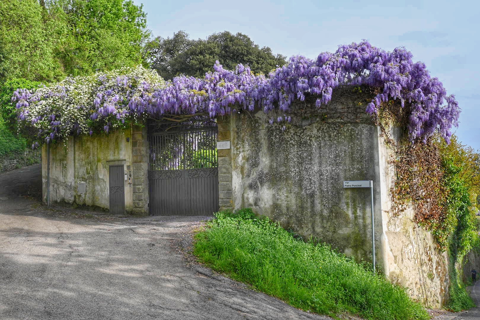 Una corona di glicine, Fiesole (FI)