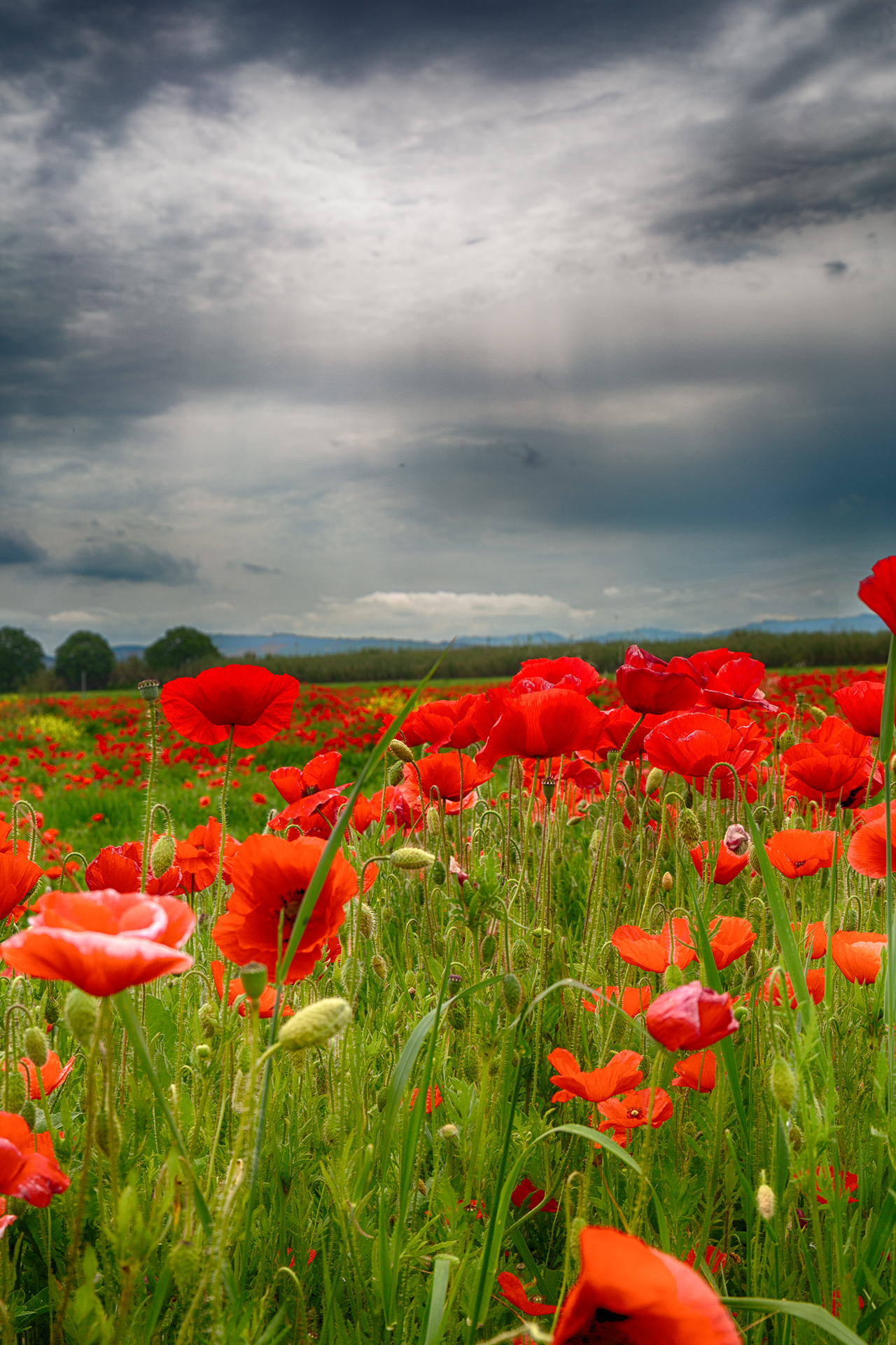 Poppies