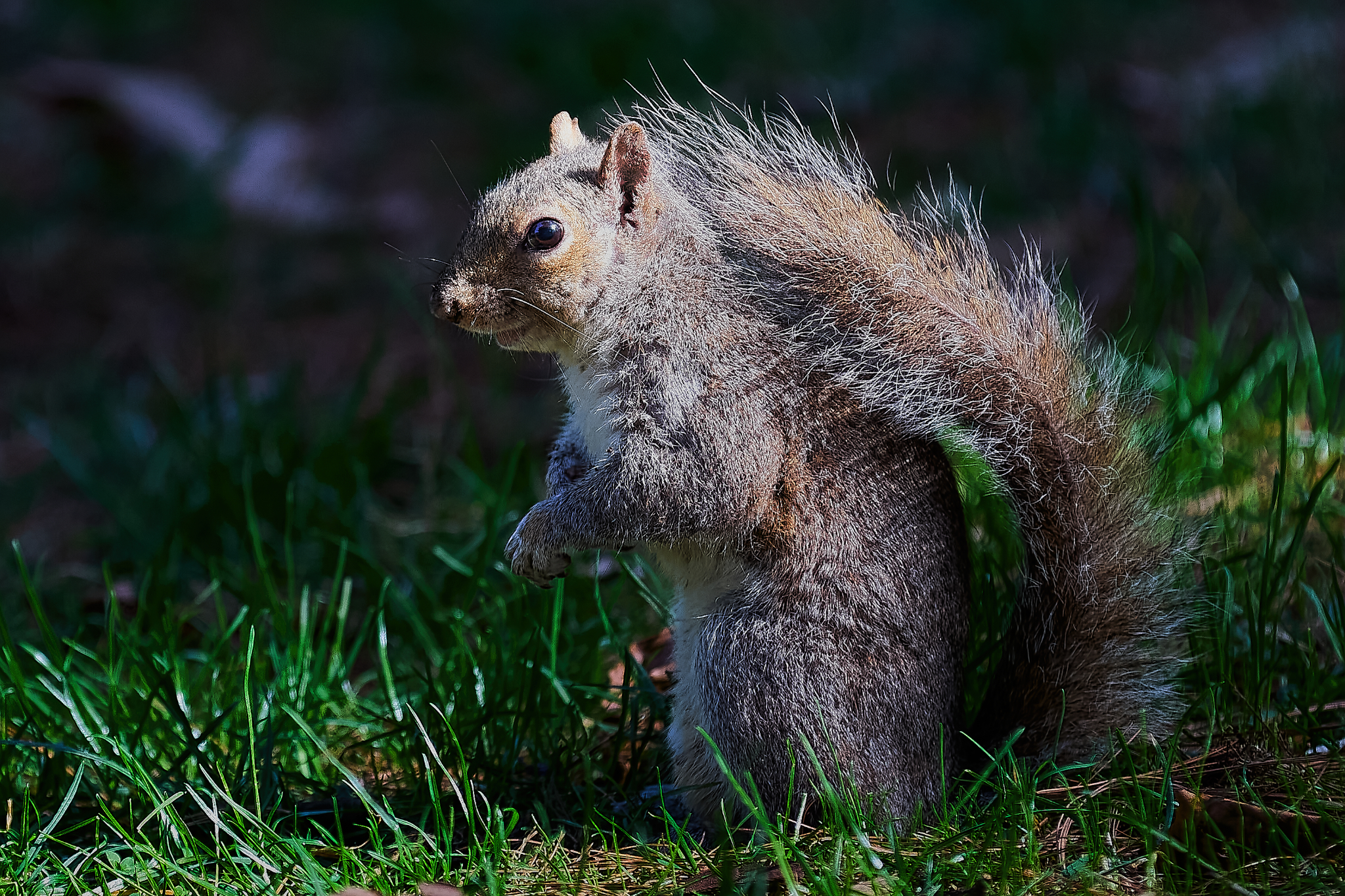 Squirrel - Parco Castello - Legnano - Marzo 2012