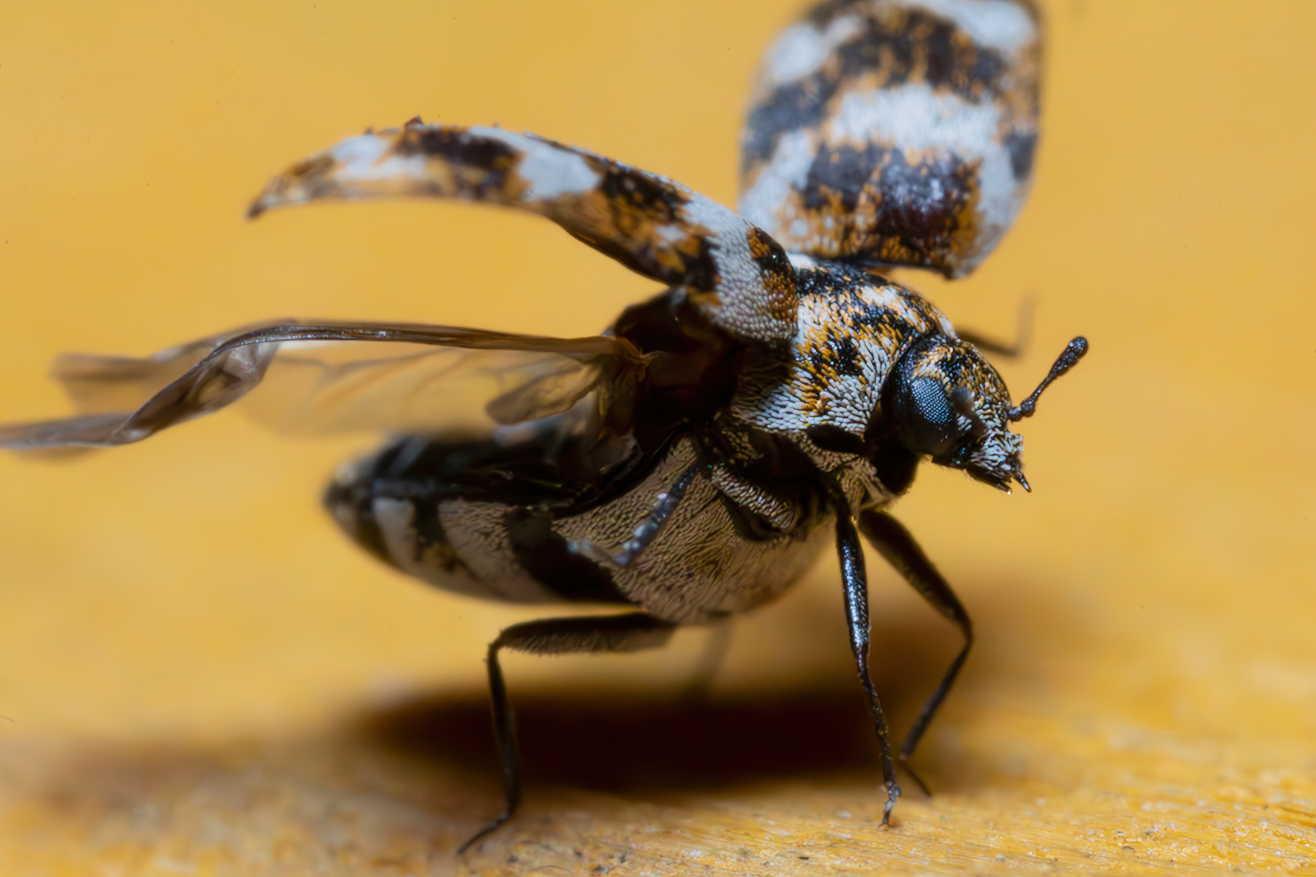 Anthrenus (Nathrenus) verbasci