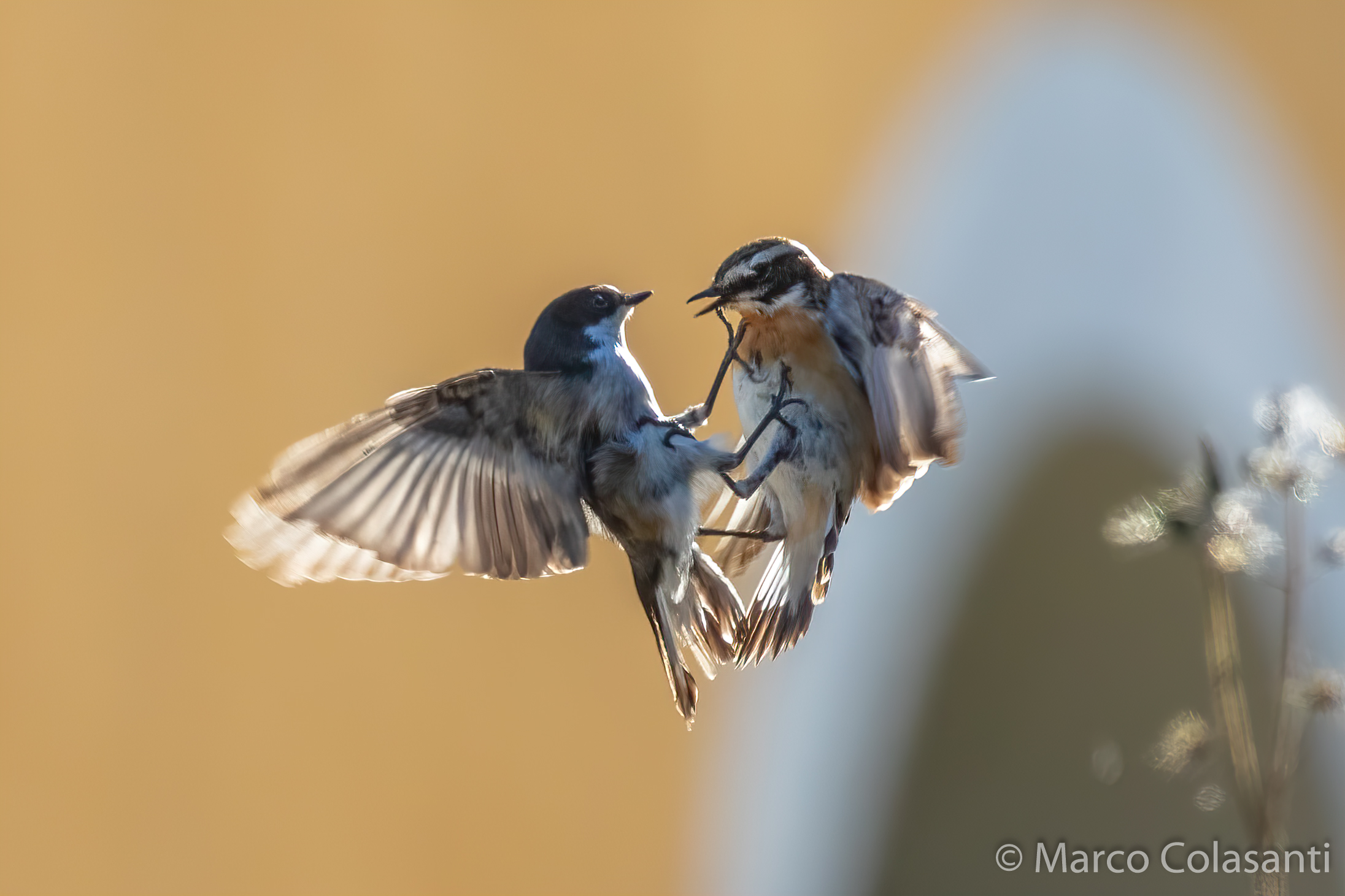 Black nurse and Stiaccino argue