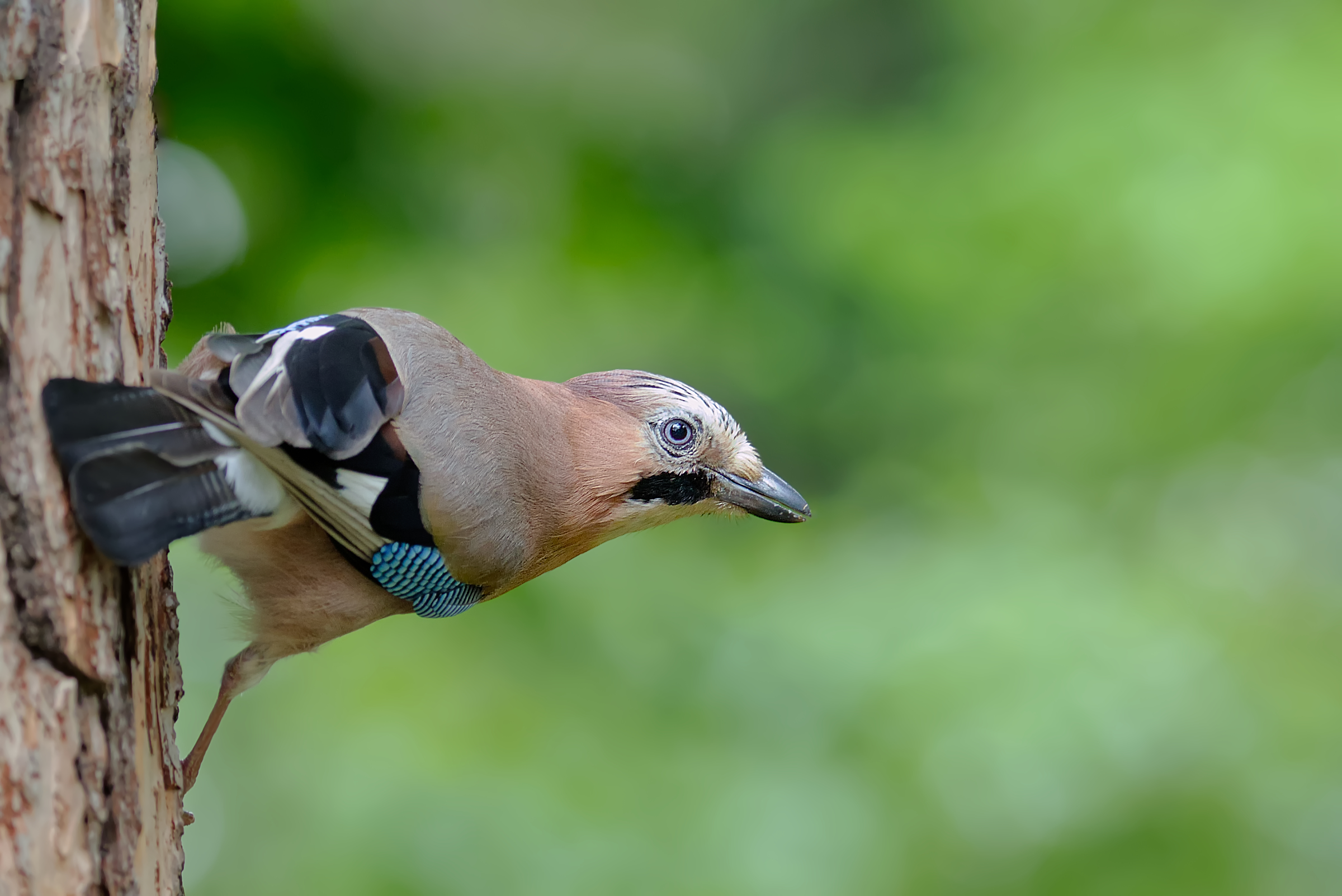 Garrulus glandarius