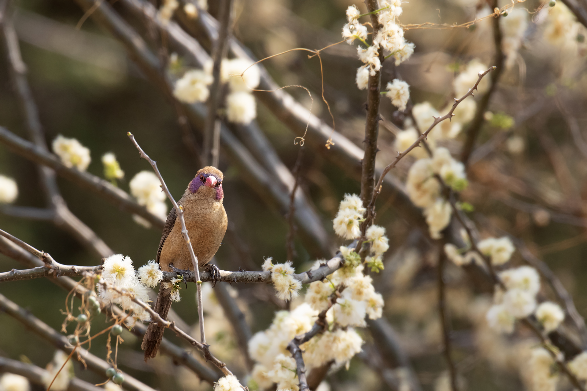 Becco di cera dalle orecchie viola (Uraeginthus granatinus)