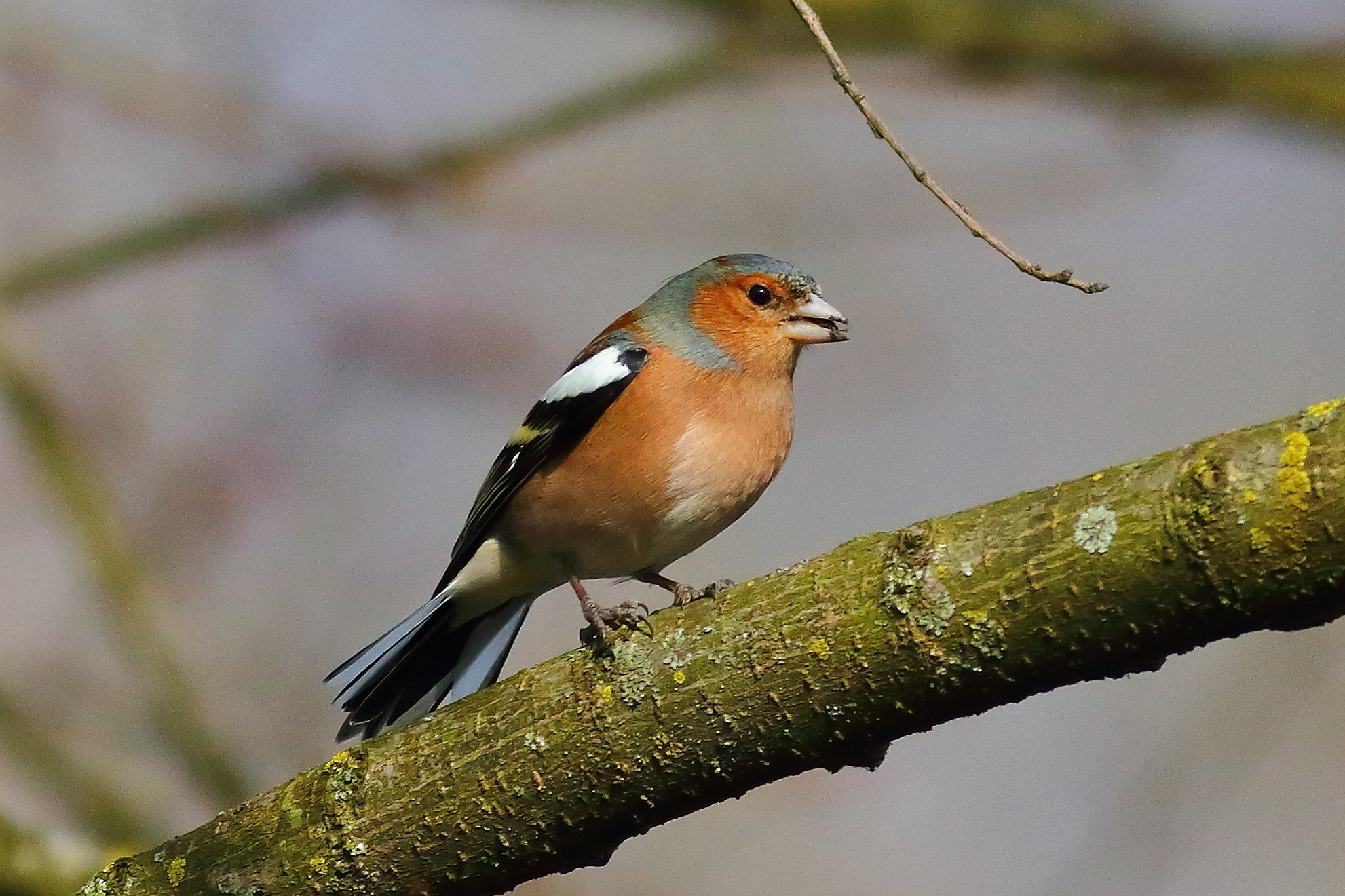 Chaffinch 21 February 2024 - 6667