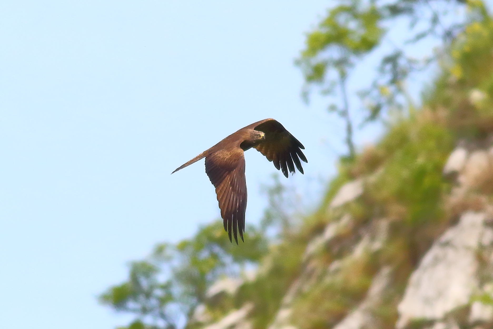 Black Kite May 2024