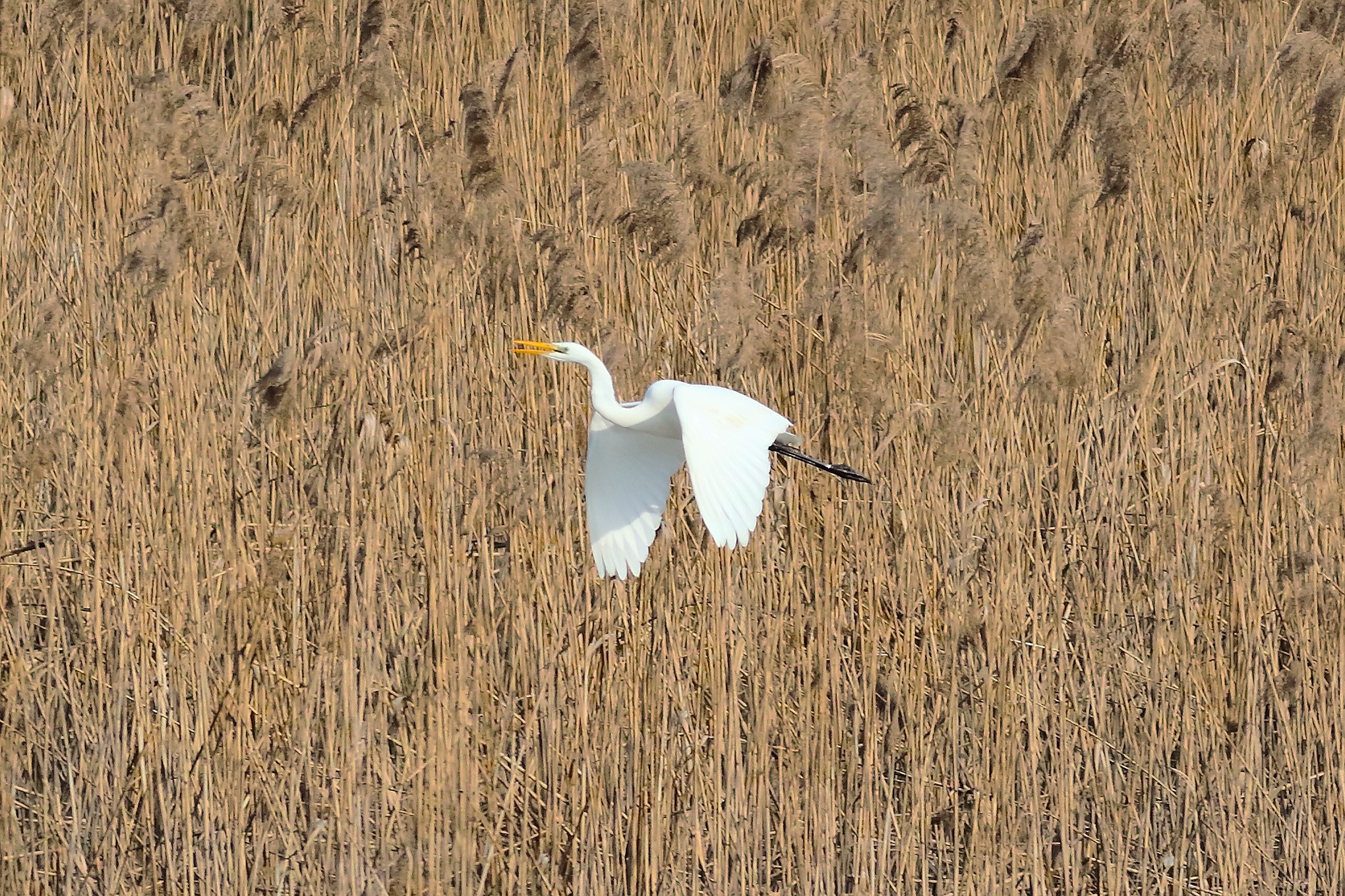 Airone BM 21 February 2024 - 6687