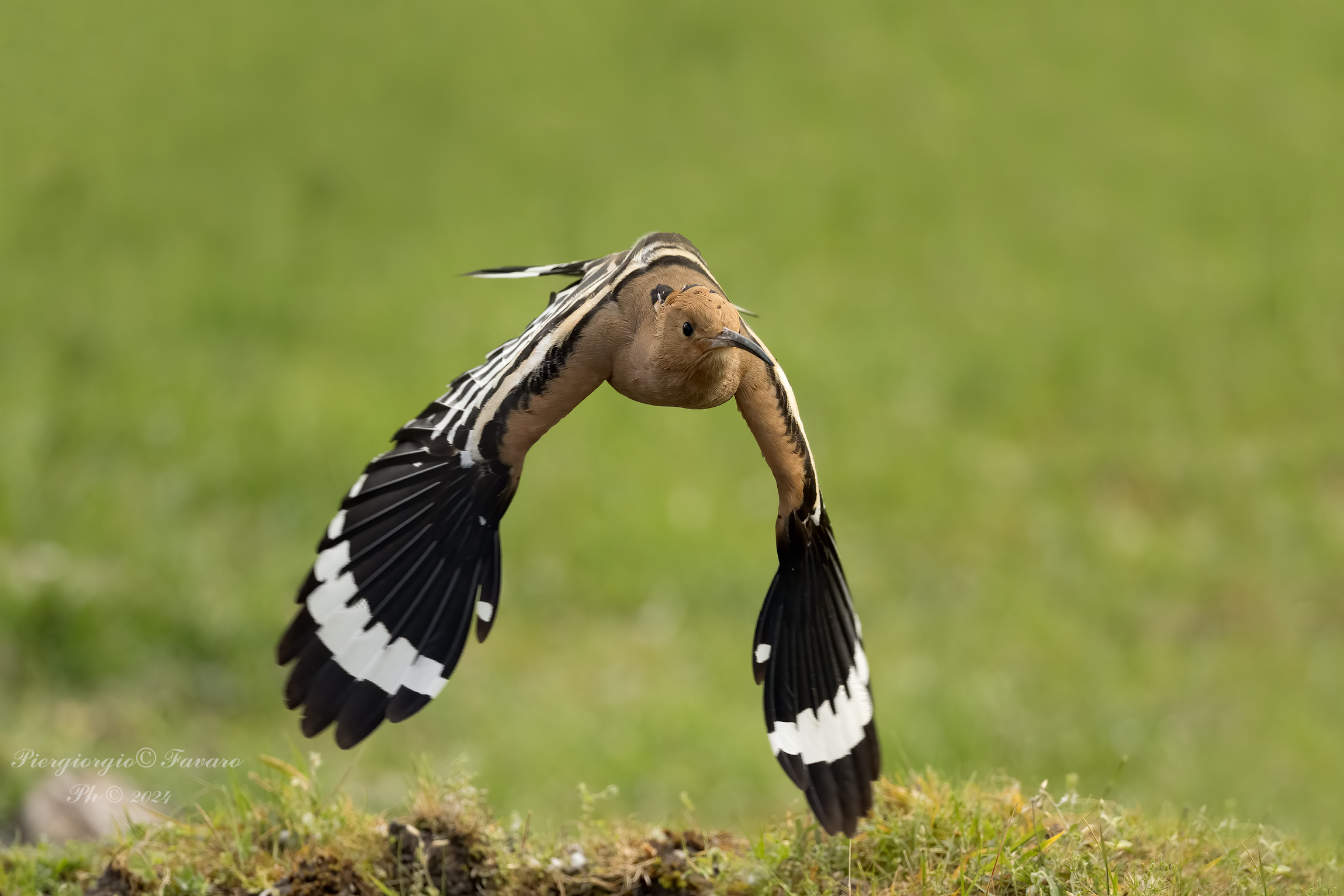 The Flight of the Hoopoe.
