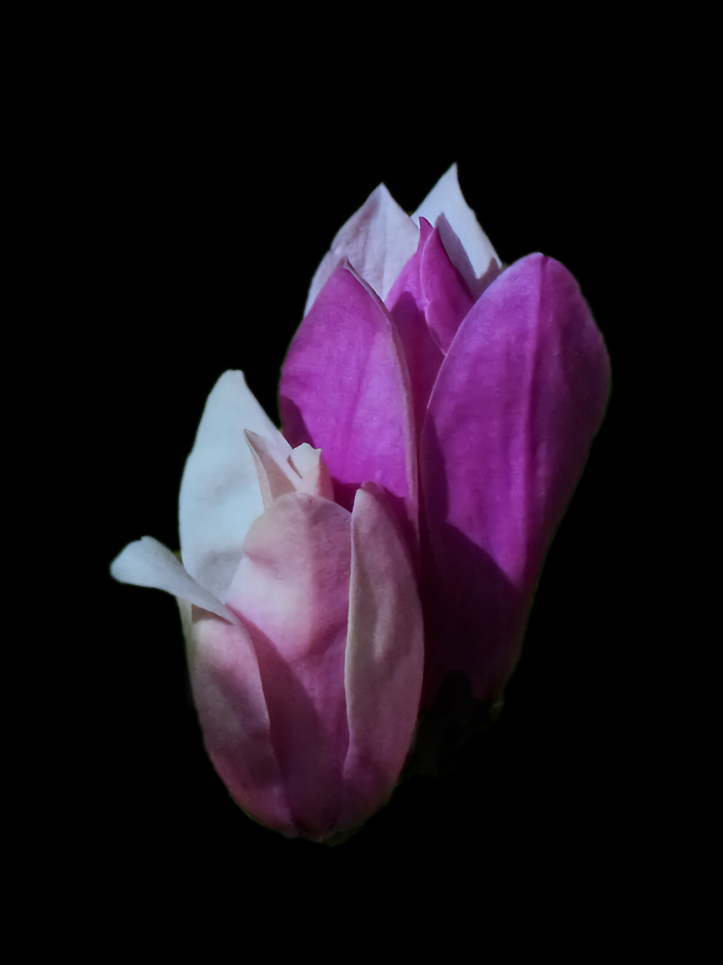 Magnolia soulangeiana