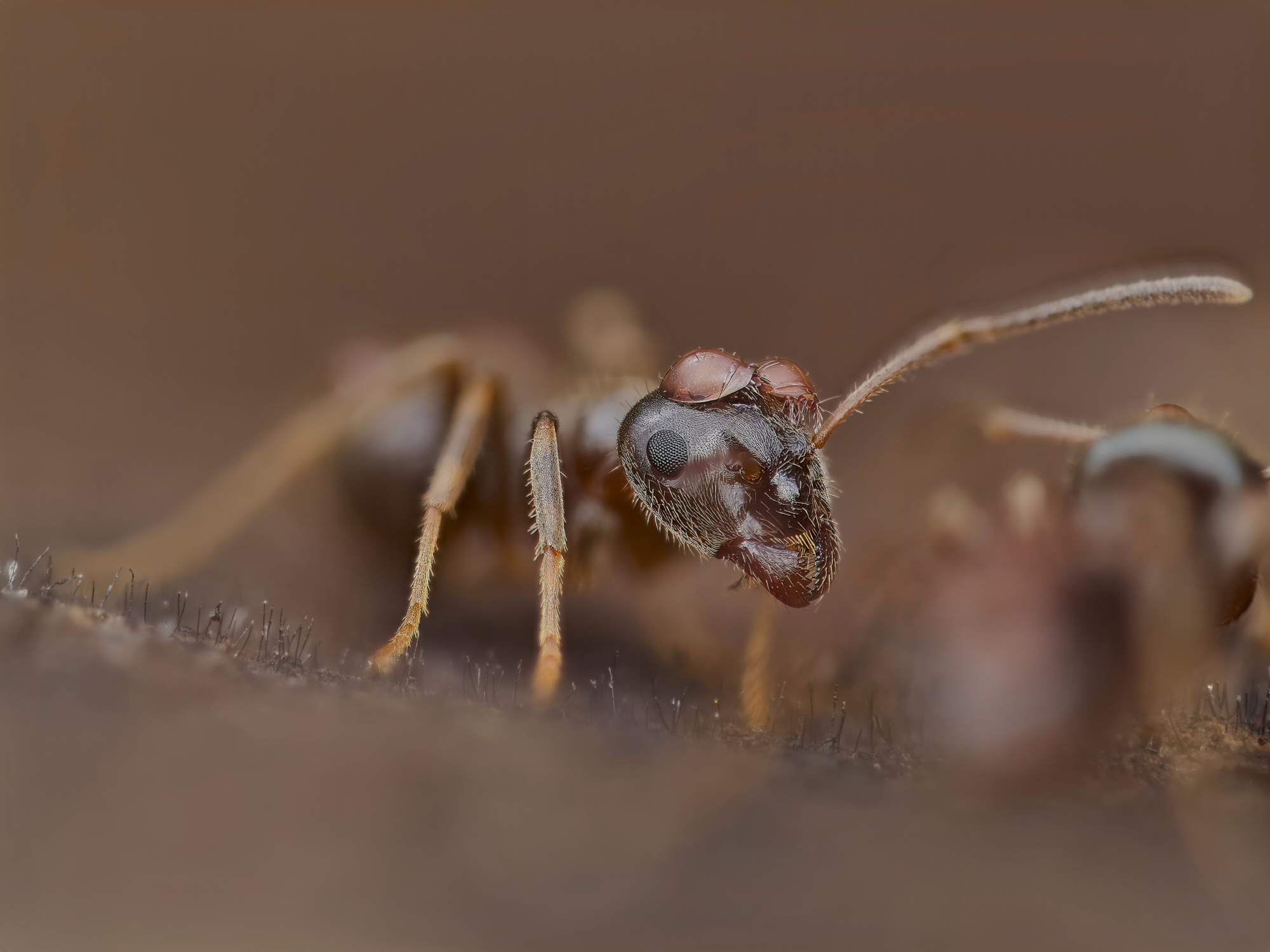 Platitorace di Lasius