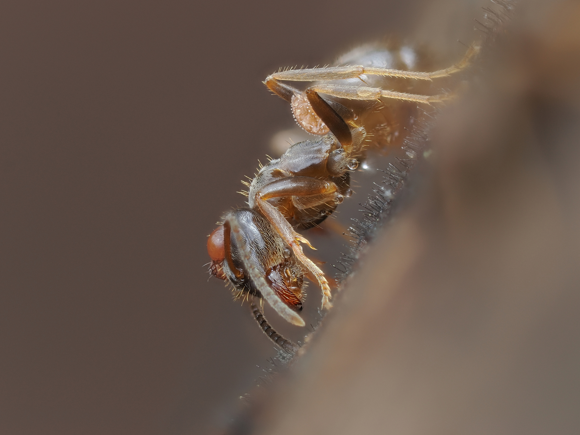Platitorace di Lasius
