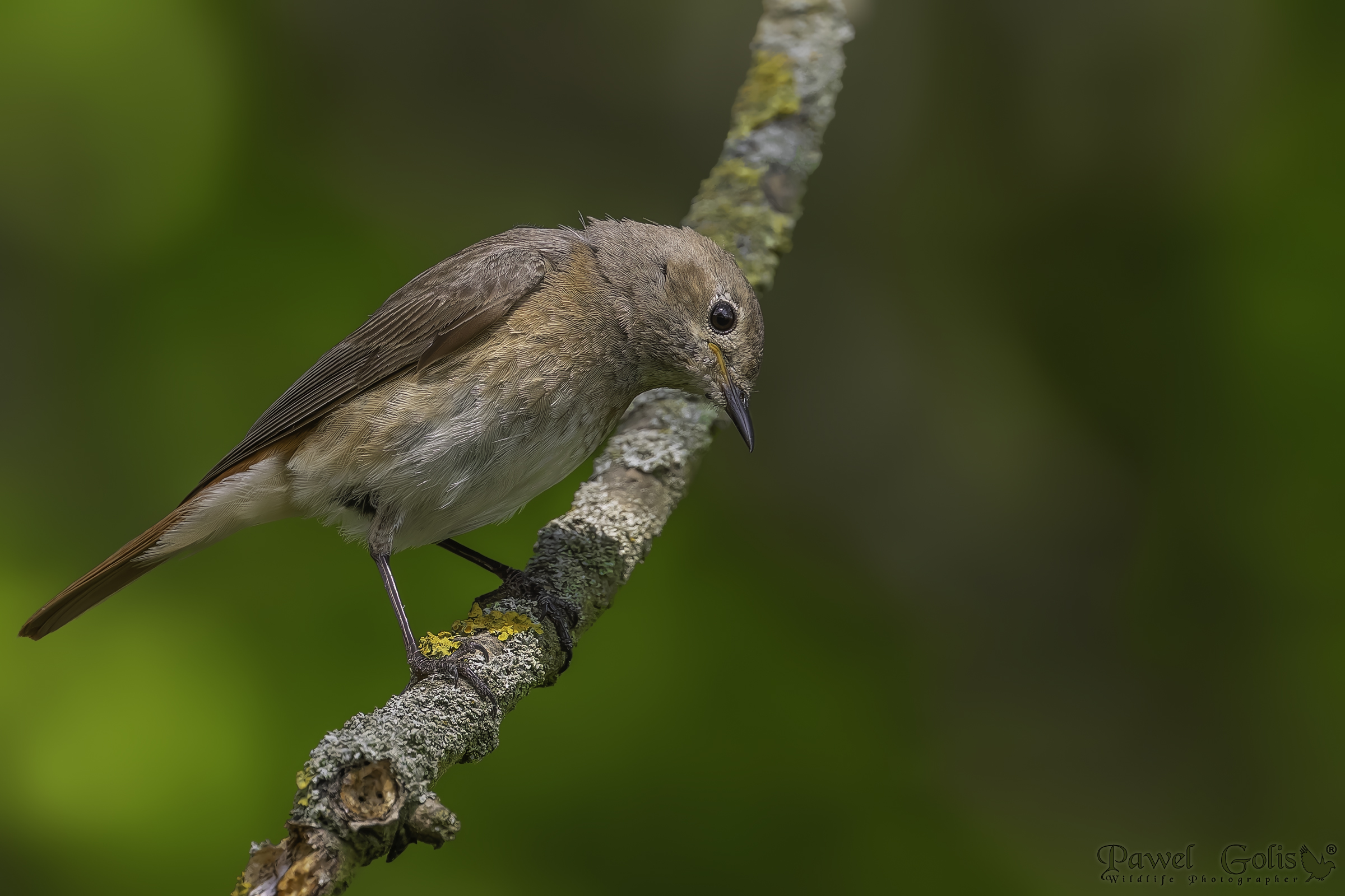 Codirosso spazzacamino (Phoenicurus phoenicurus)