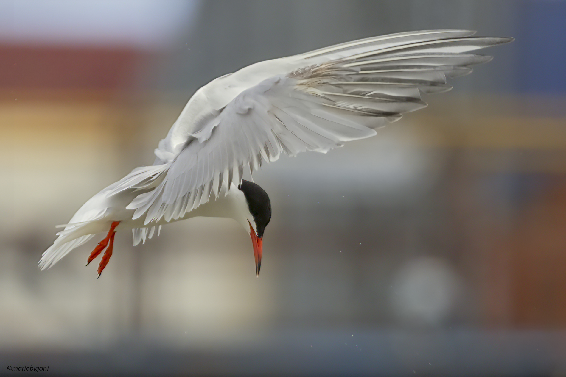 Common Tern