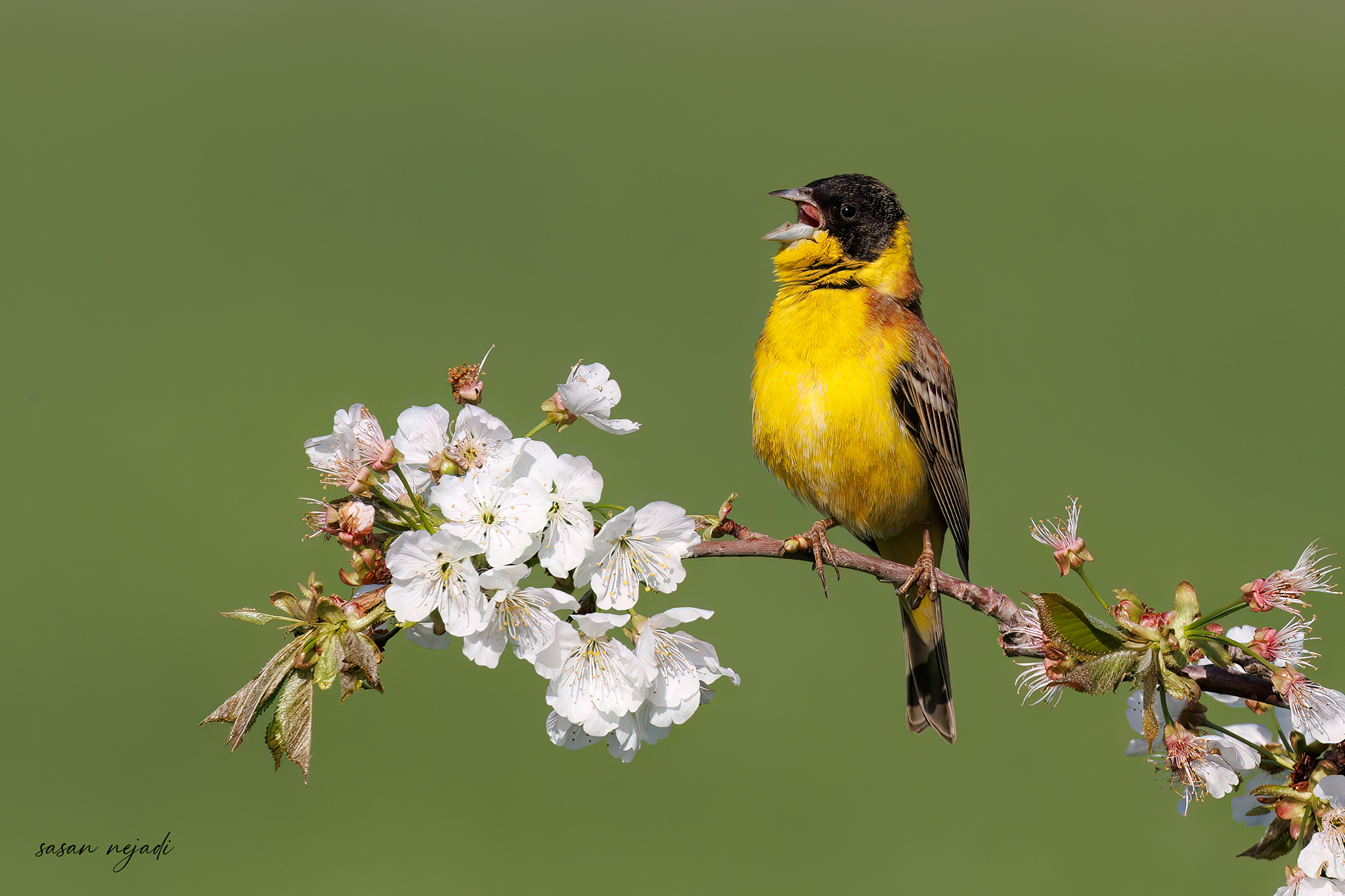 Black-headed bunting