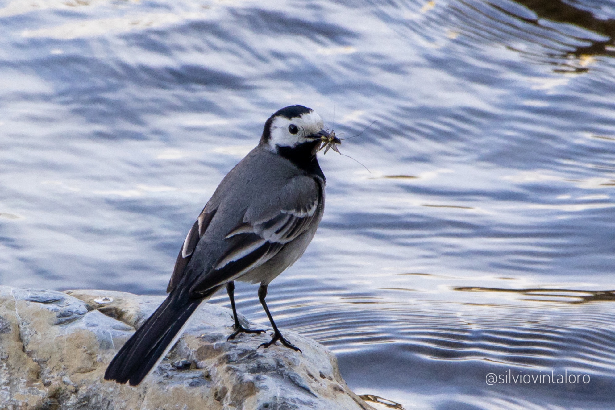 White wagtail and baby food for her children