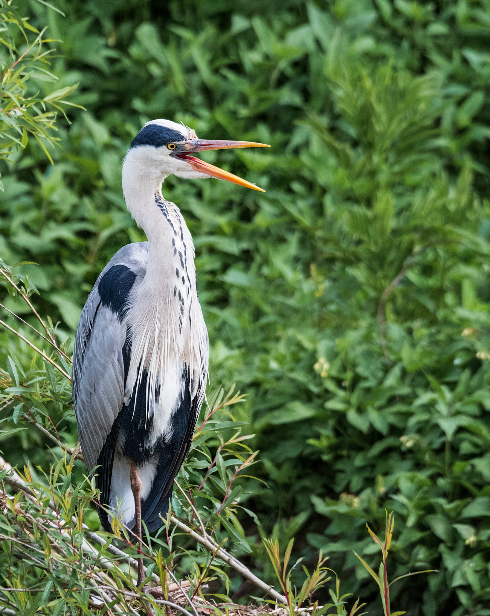 Grey heron