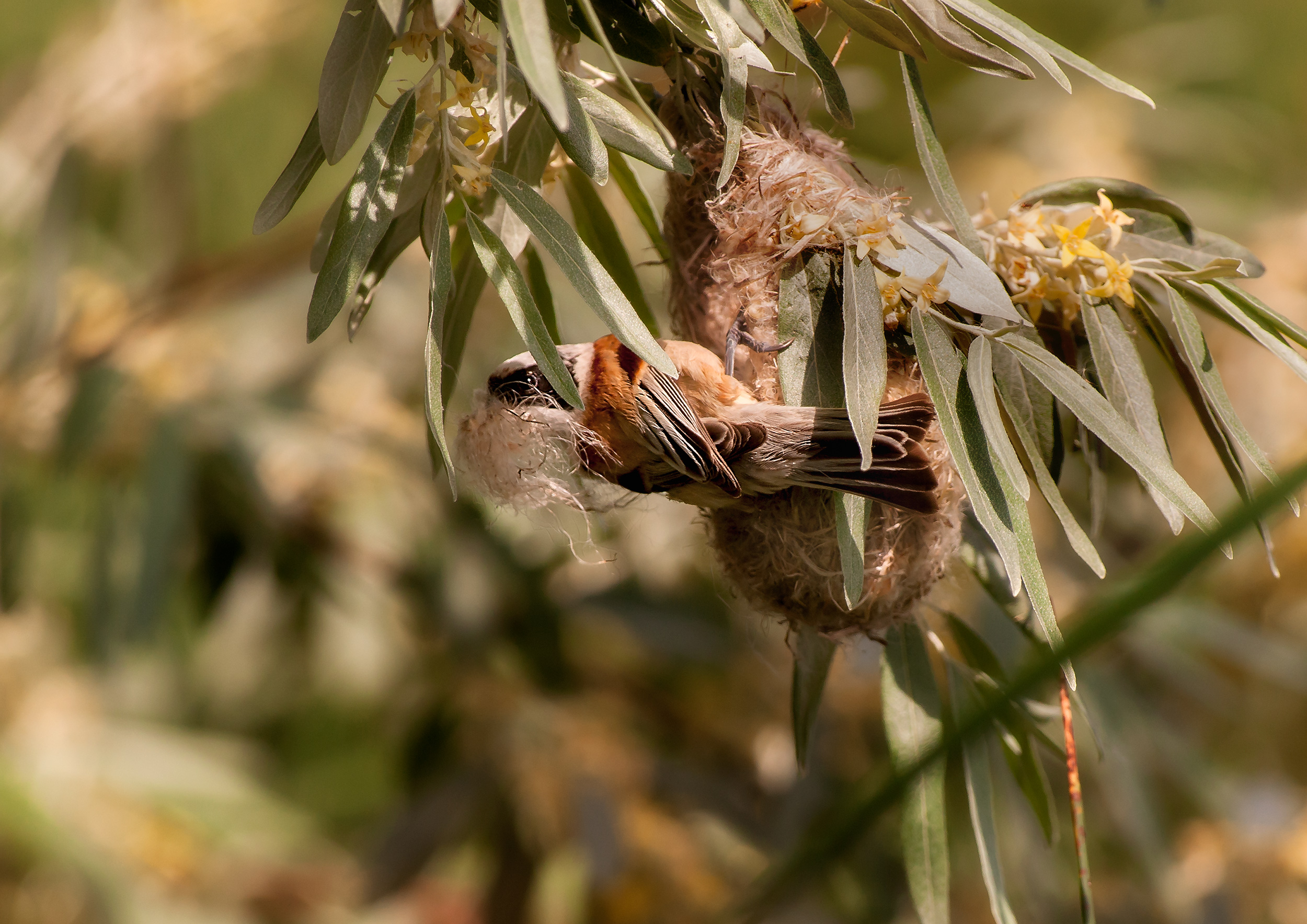 Pendolino Remiz pendulinus al nido 2