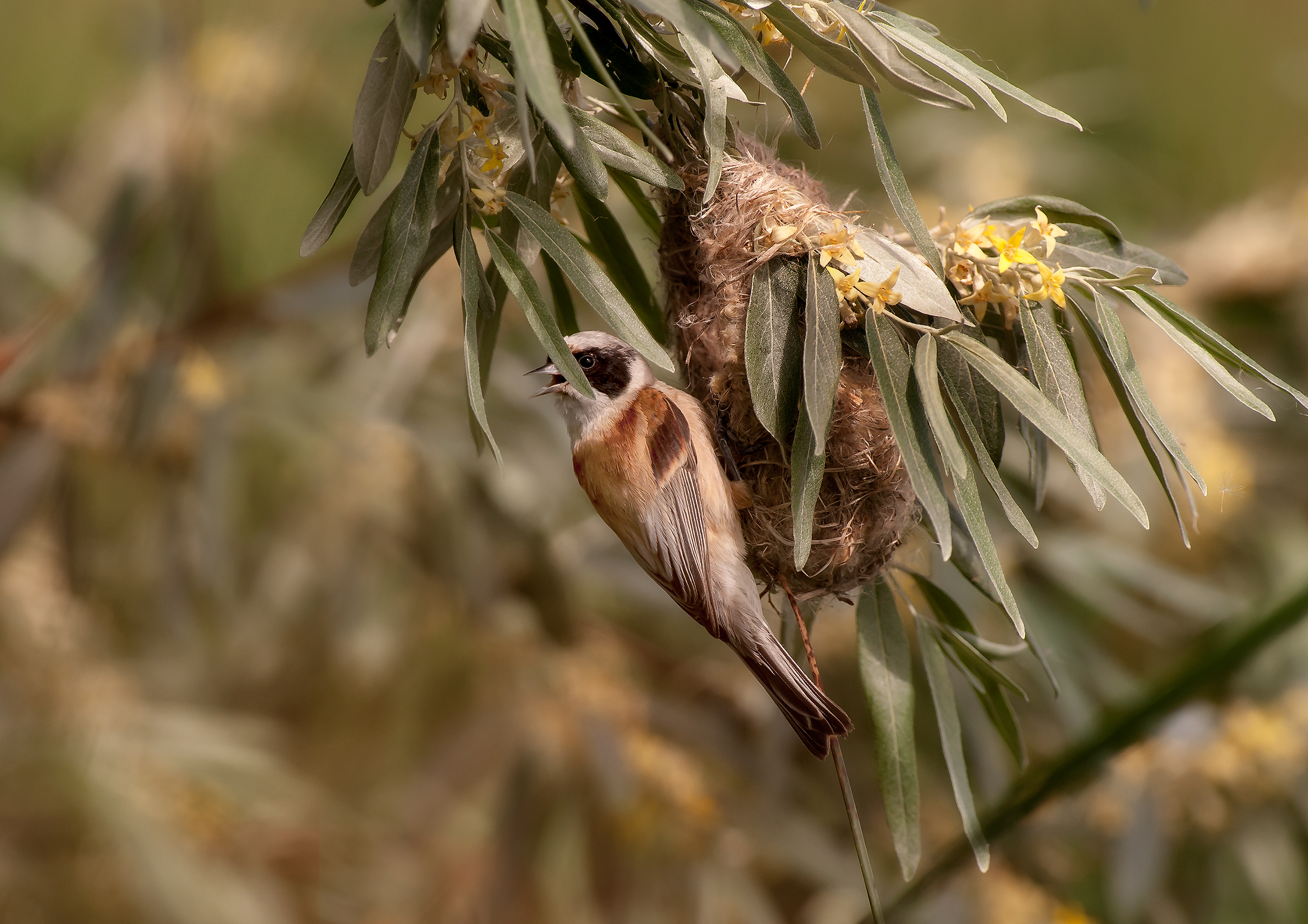Pendolino Remiz pendulinus al nido 3