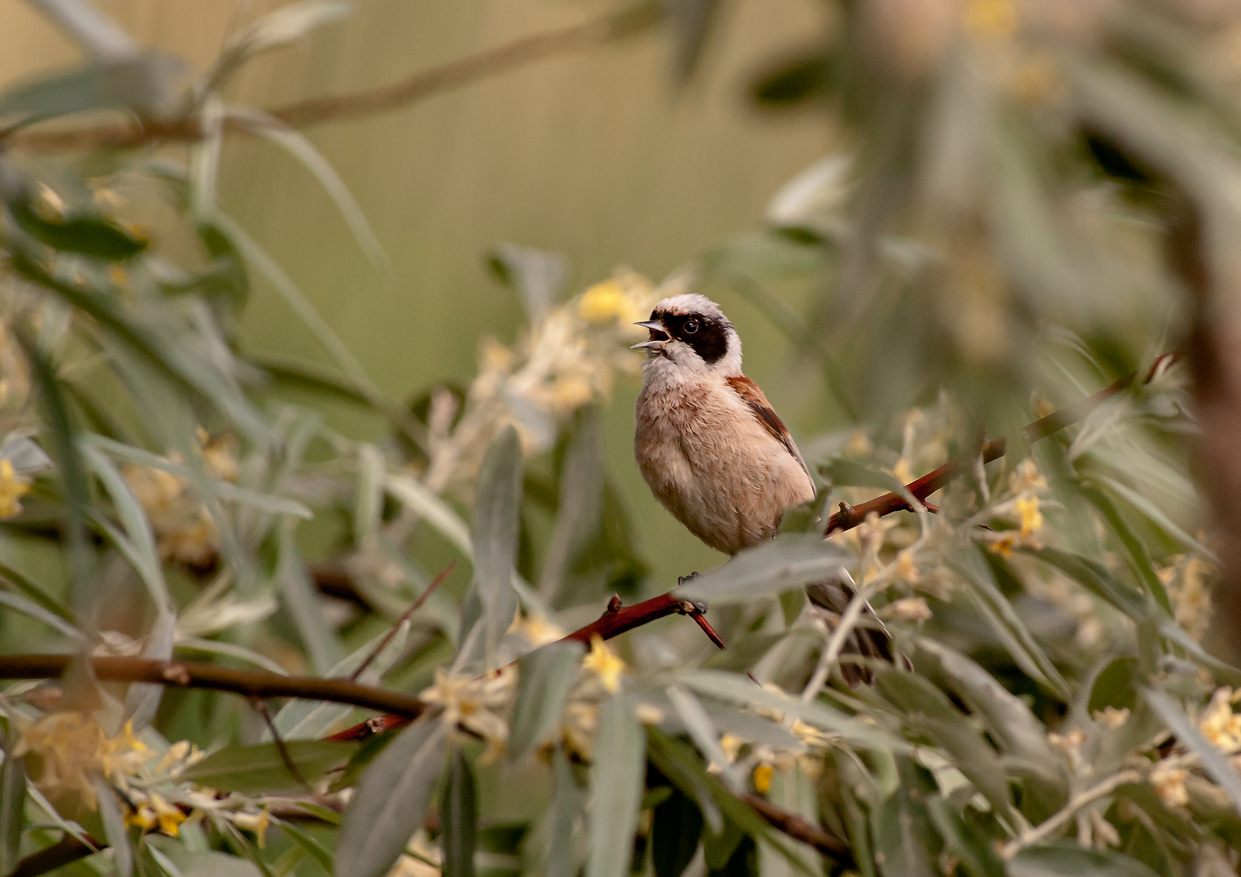 Pendolino Remiz pendulinus