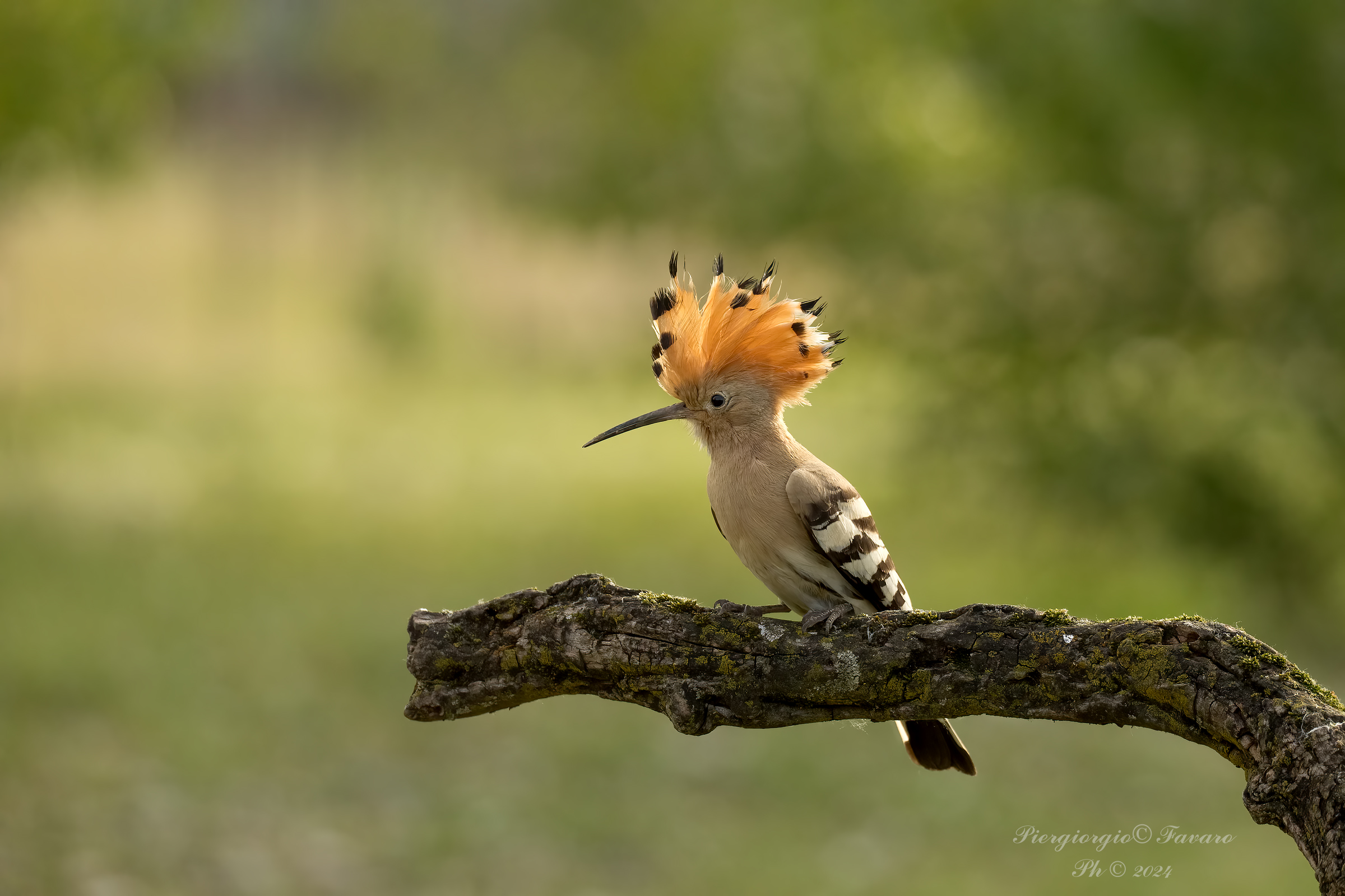 Hoopoe.