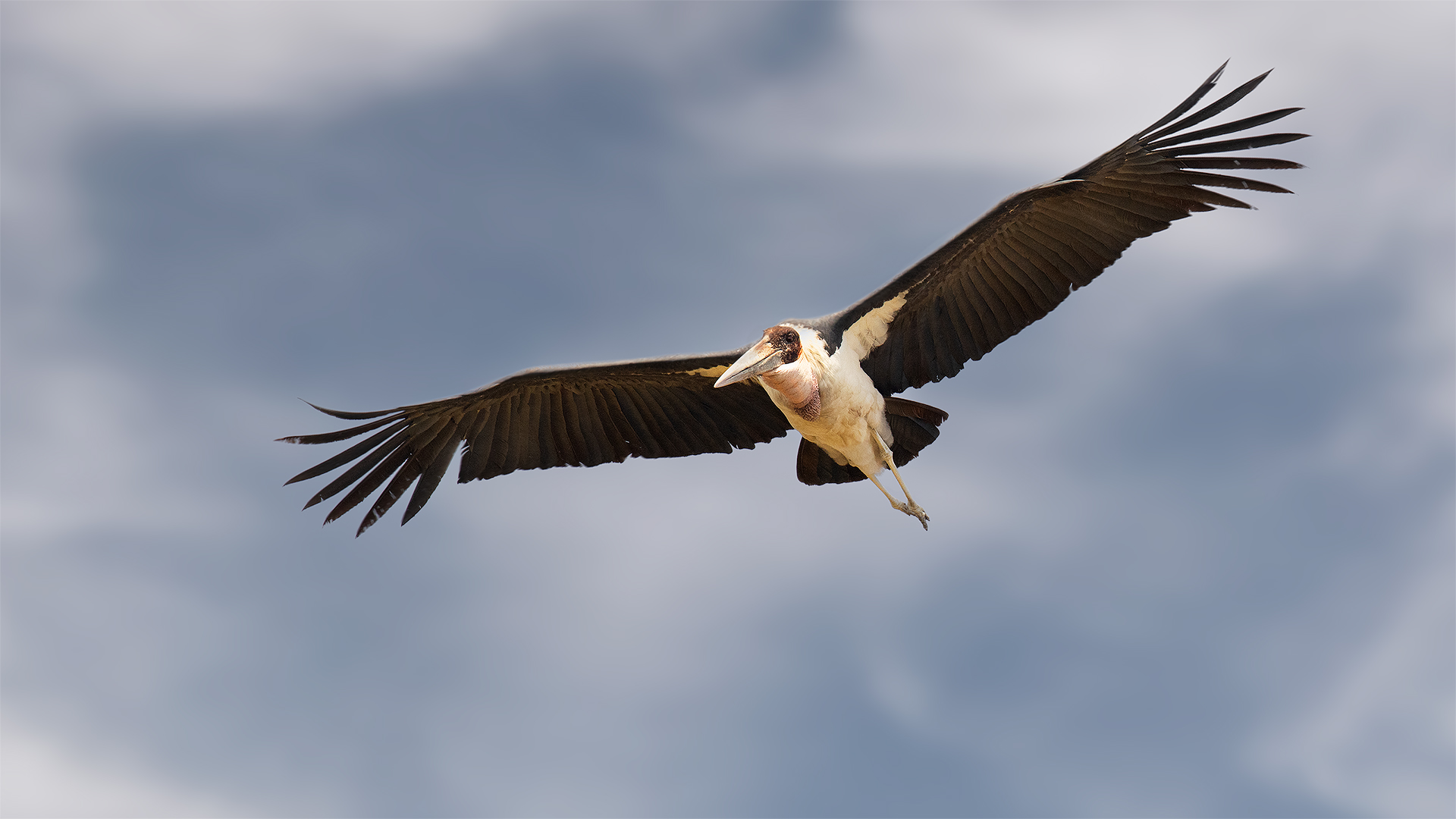 Cicogna marabù (Leptoptilos crumenifer)