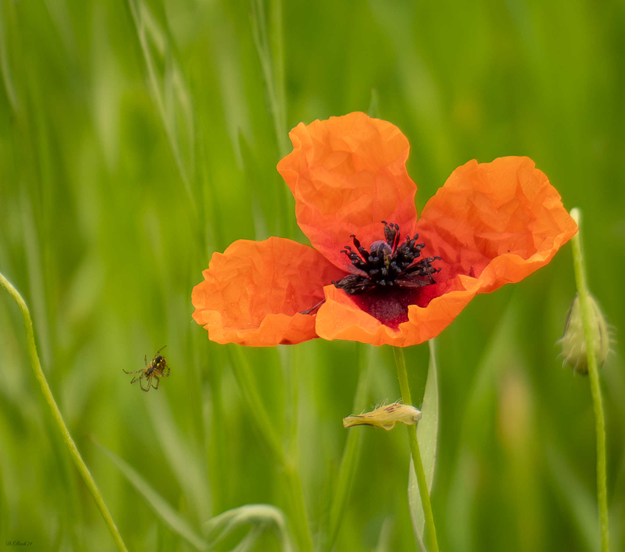 The poppy and the spider that abandons it