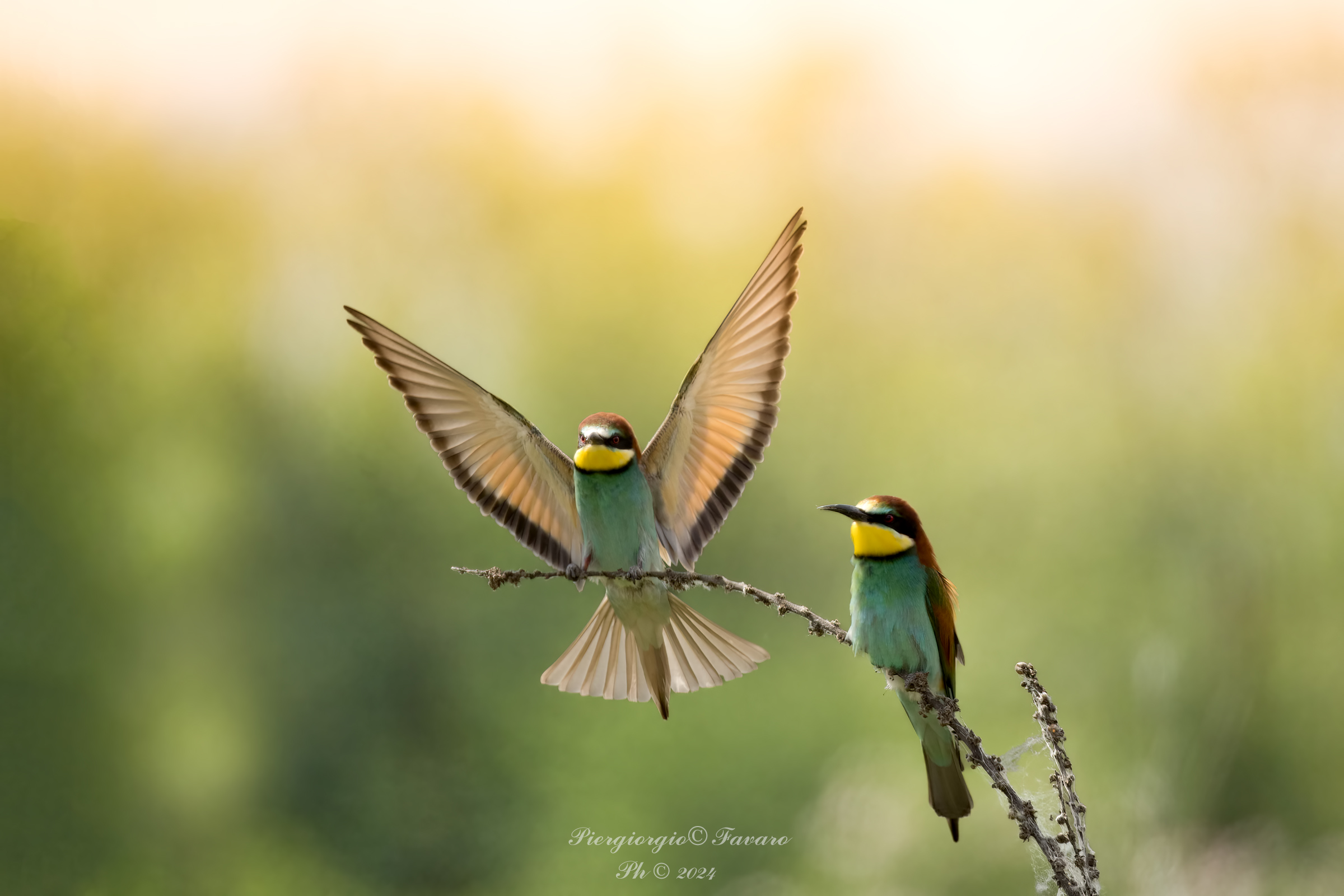 Bee-eaters.