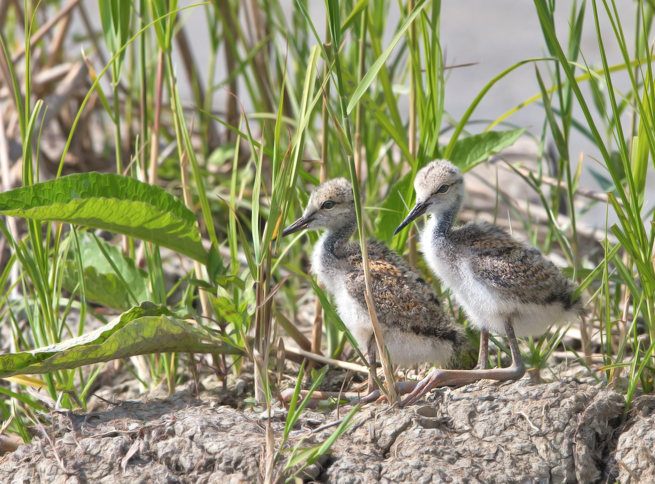 chicks of knight of Italy