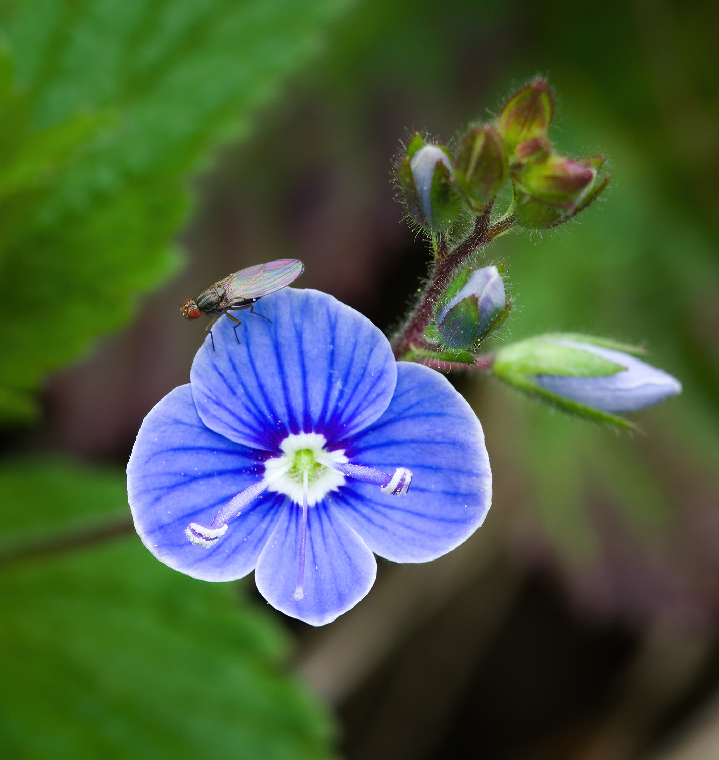 Sosta sulla bella Veronica...
