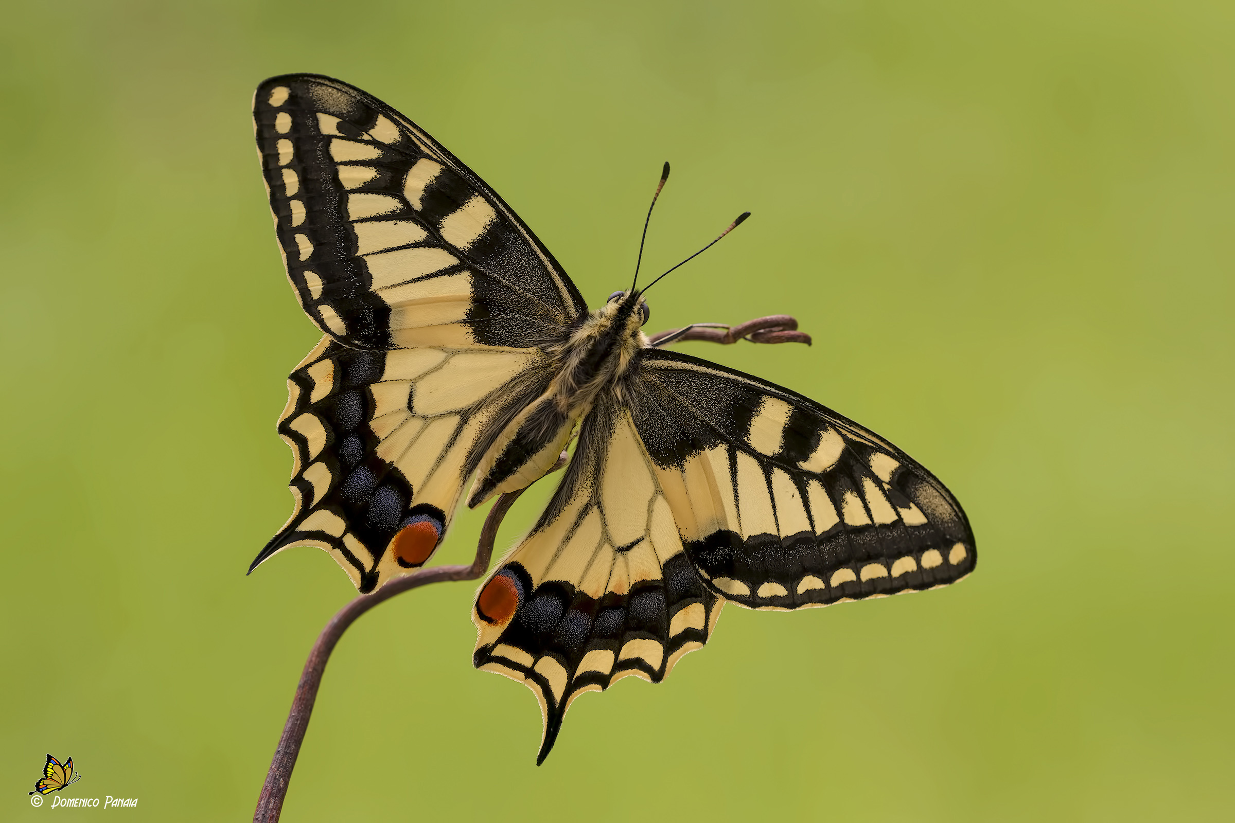 swallowtail