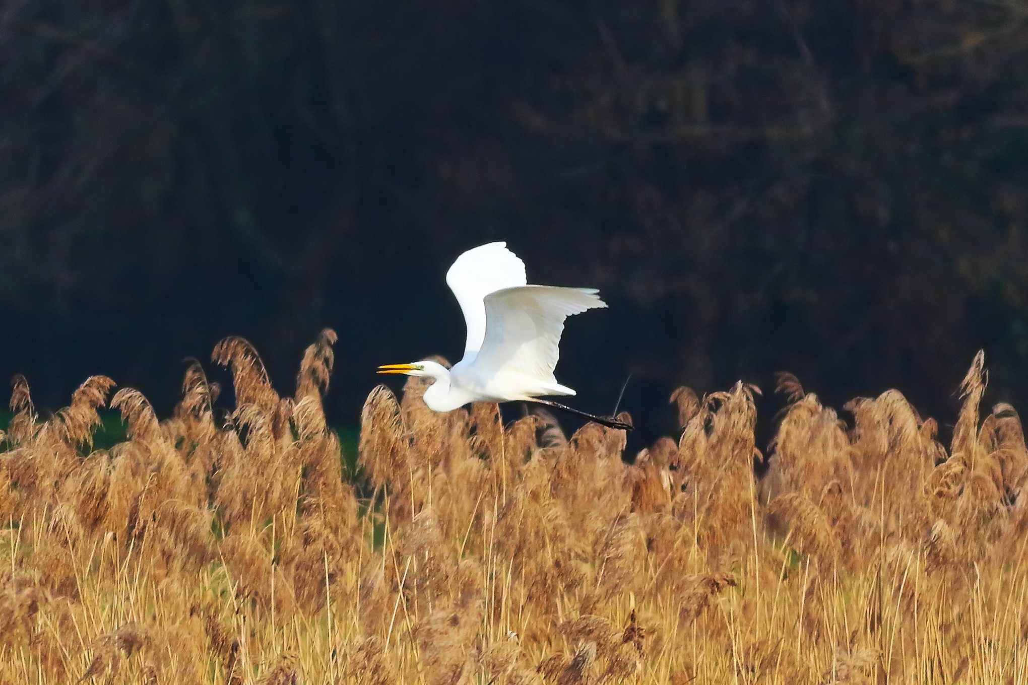 Airone BM 21 February 2024 - 6693