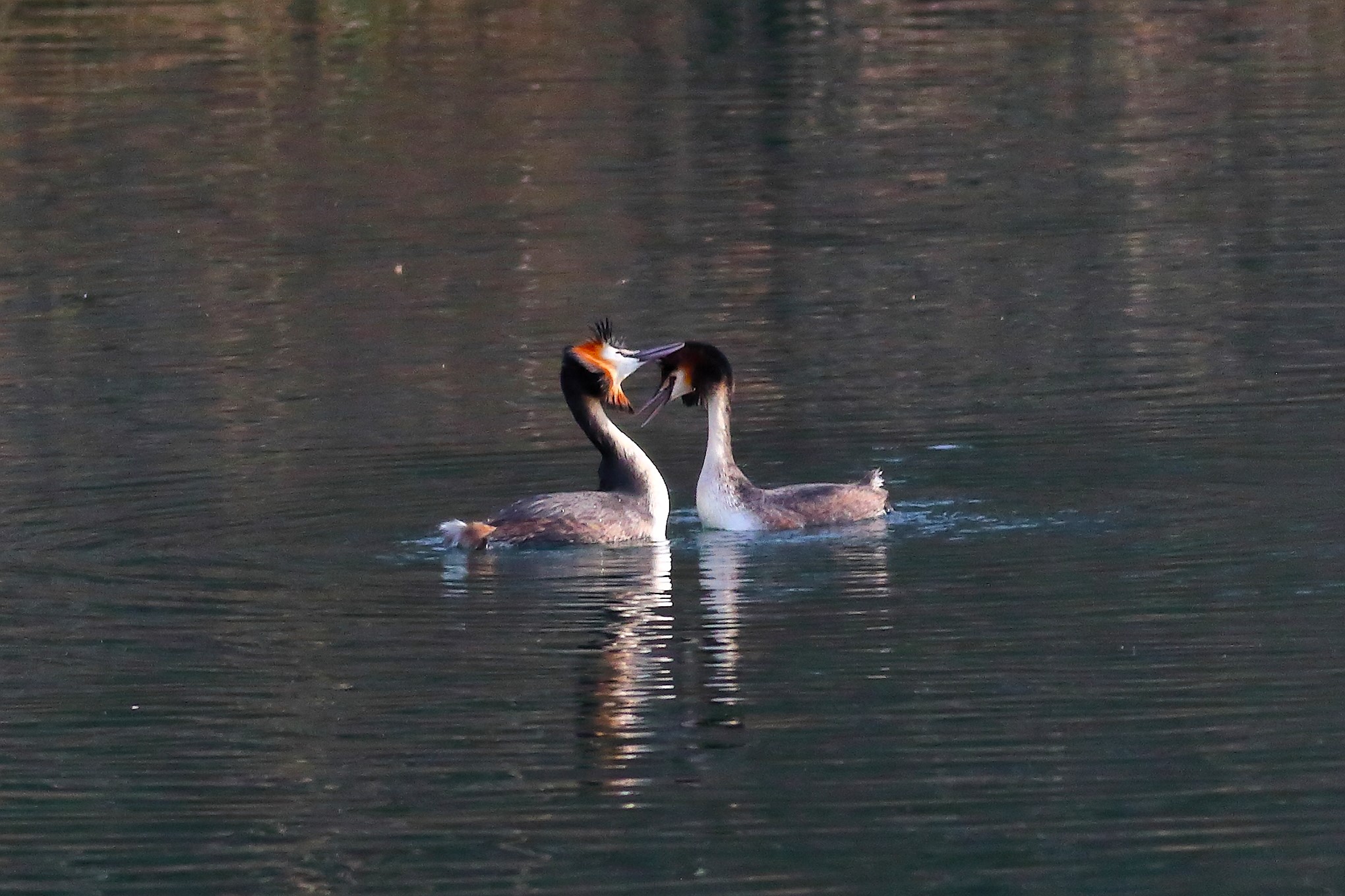 Grebes 21 February 2024 - 6698