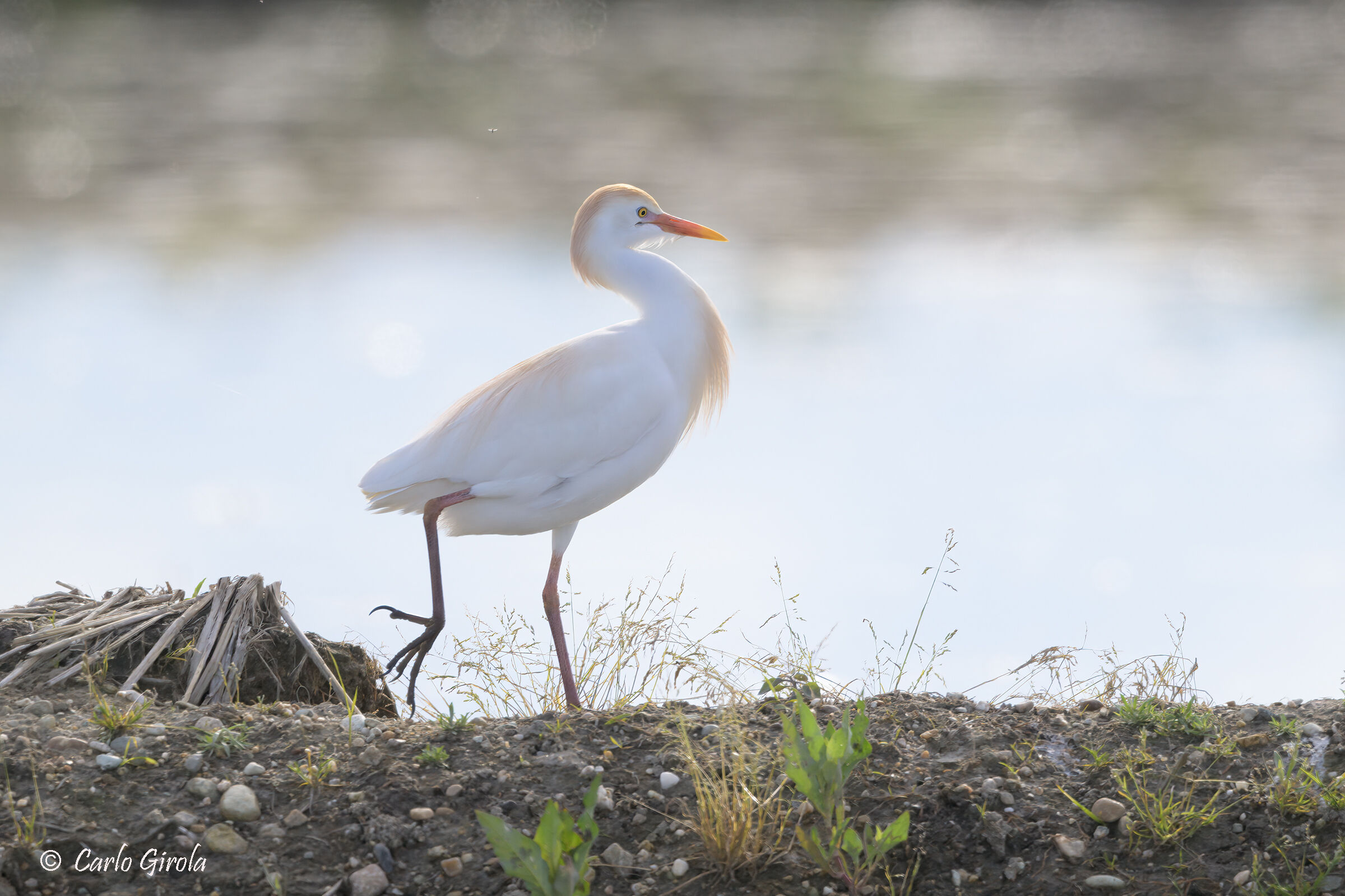 Airone guardabuoi (Bubulcus ibis)