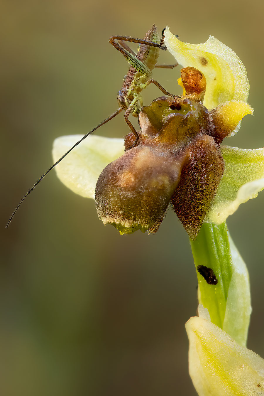The Cricket and the Lutea