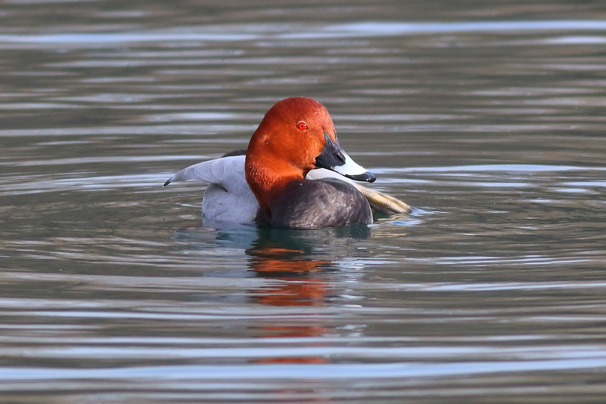 Pochard M 21 February 2024 - 6747