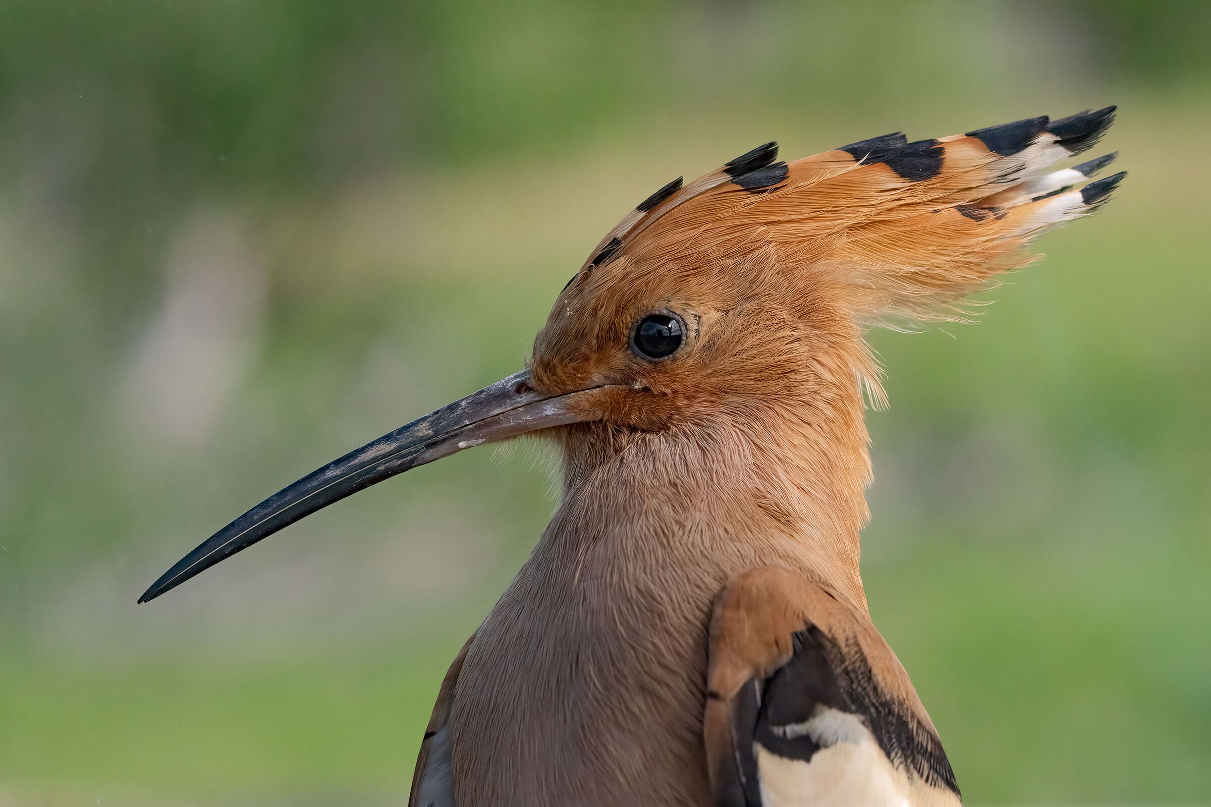 Ritratto di  Ùpupa, vicina...molto vicina