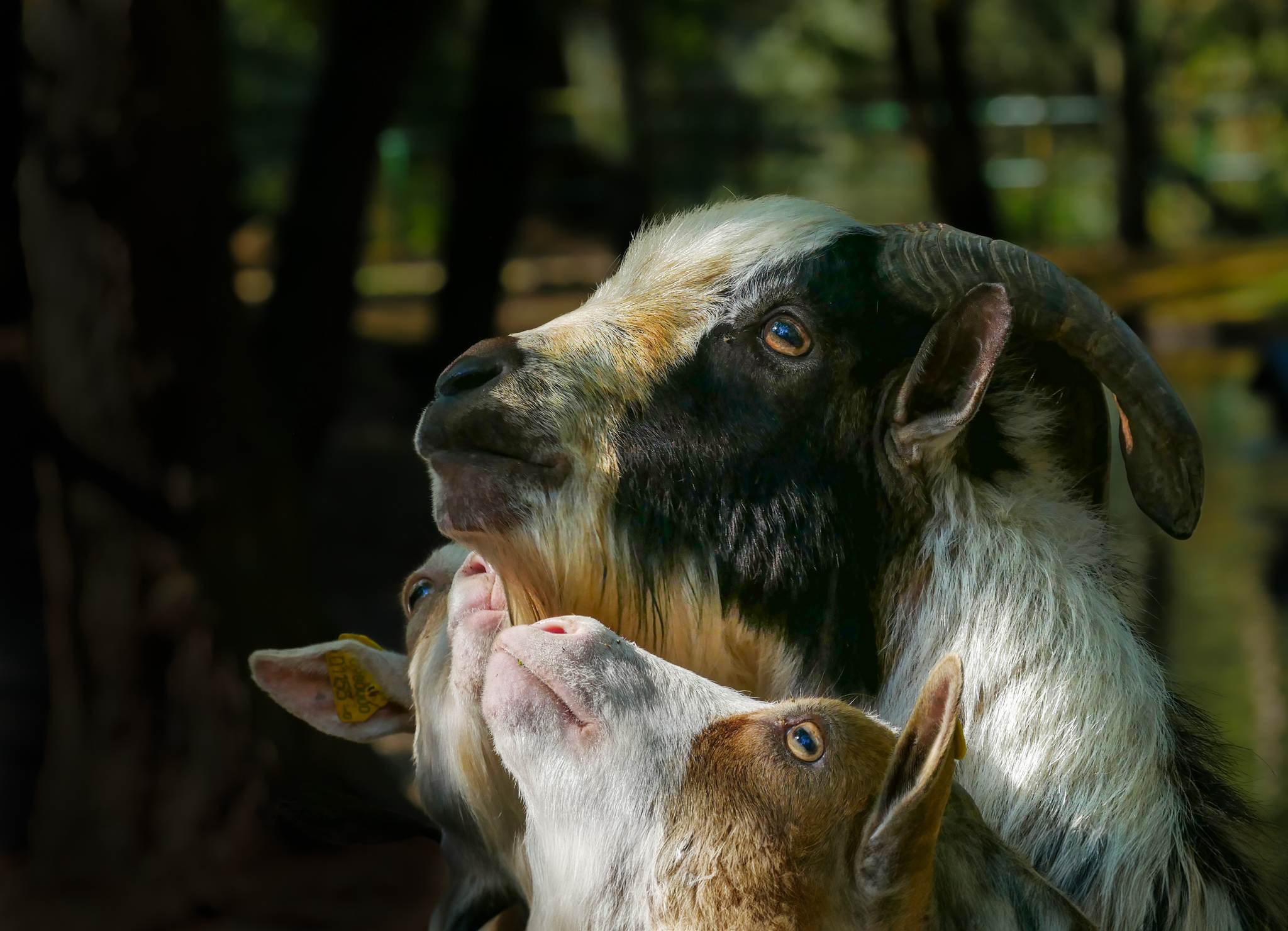 Il coccolone della fattoria