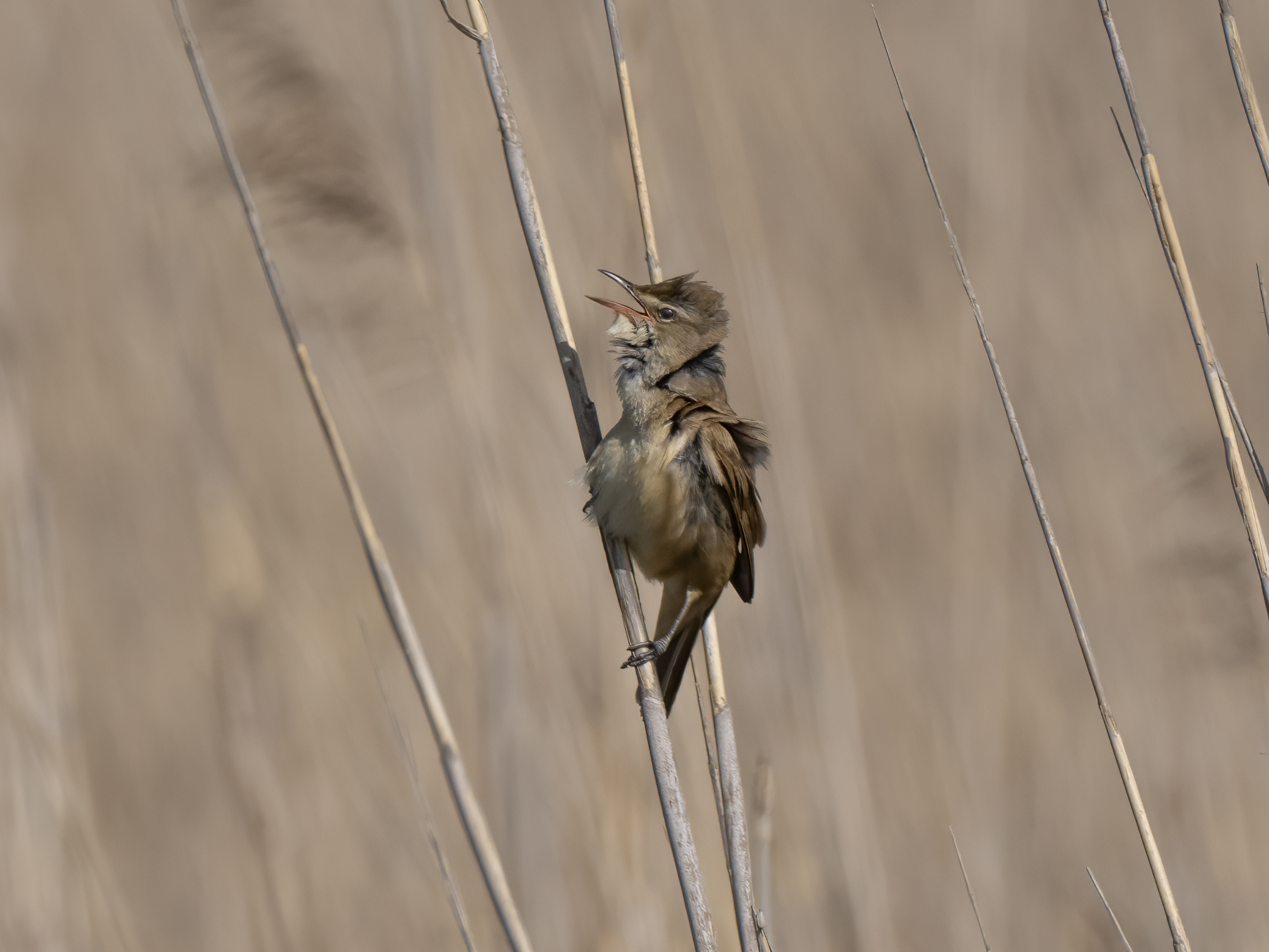 Reed Warbler