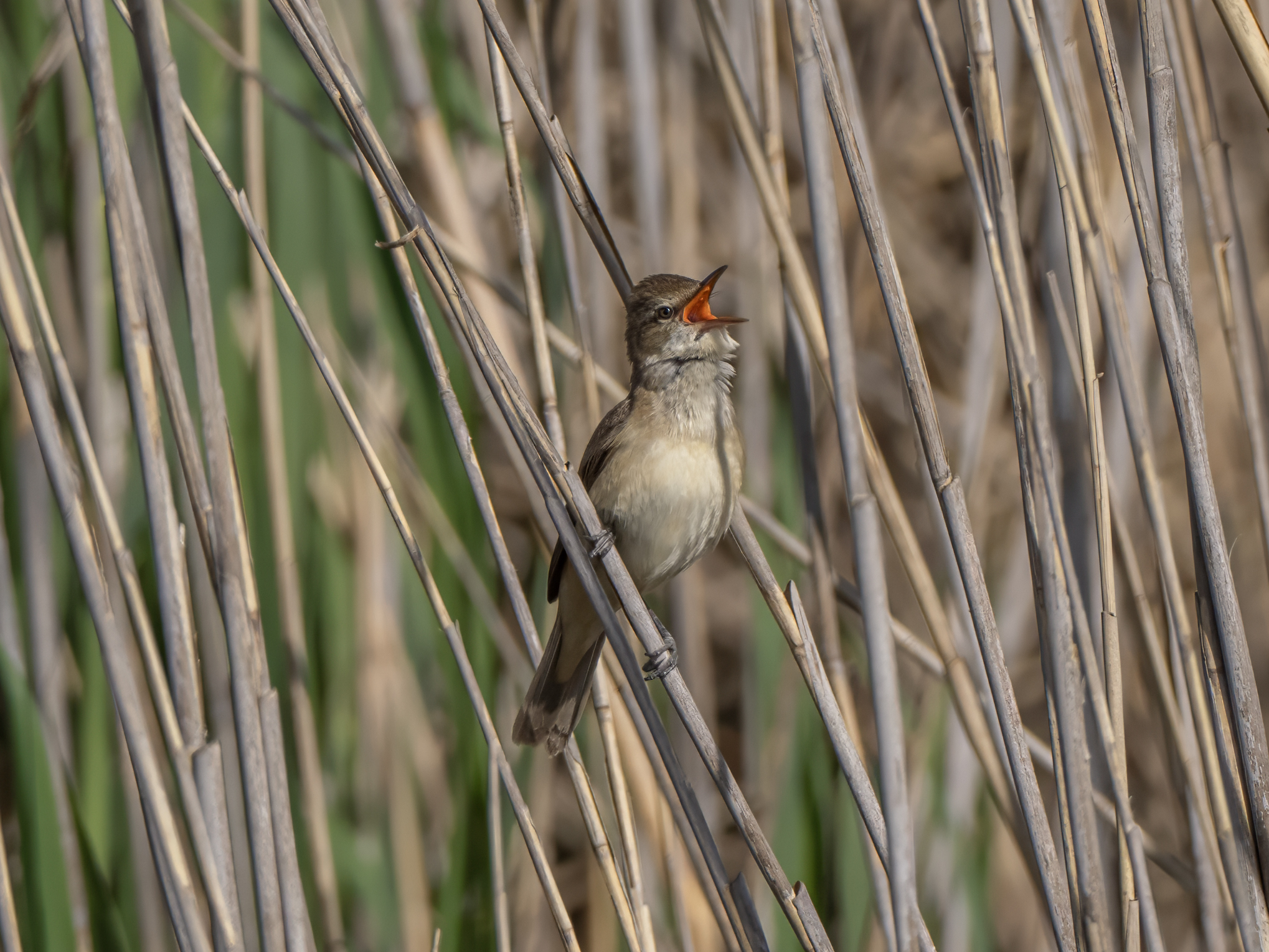 Reed Warbler