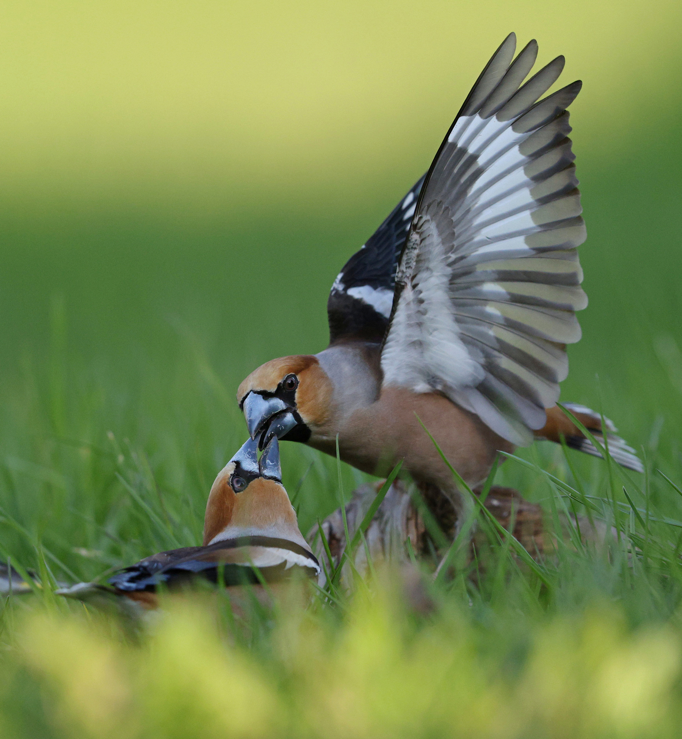 Coccothraustes coccothraustes