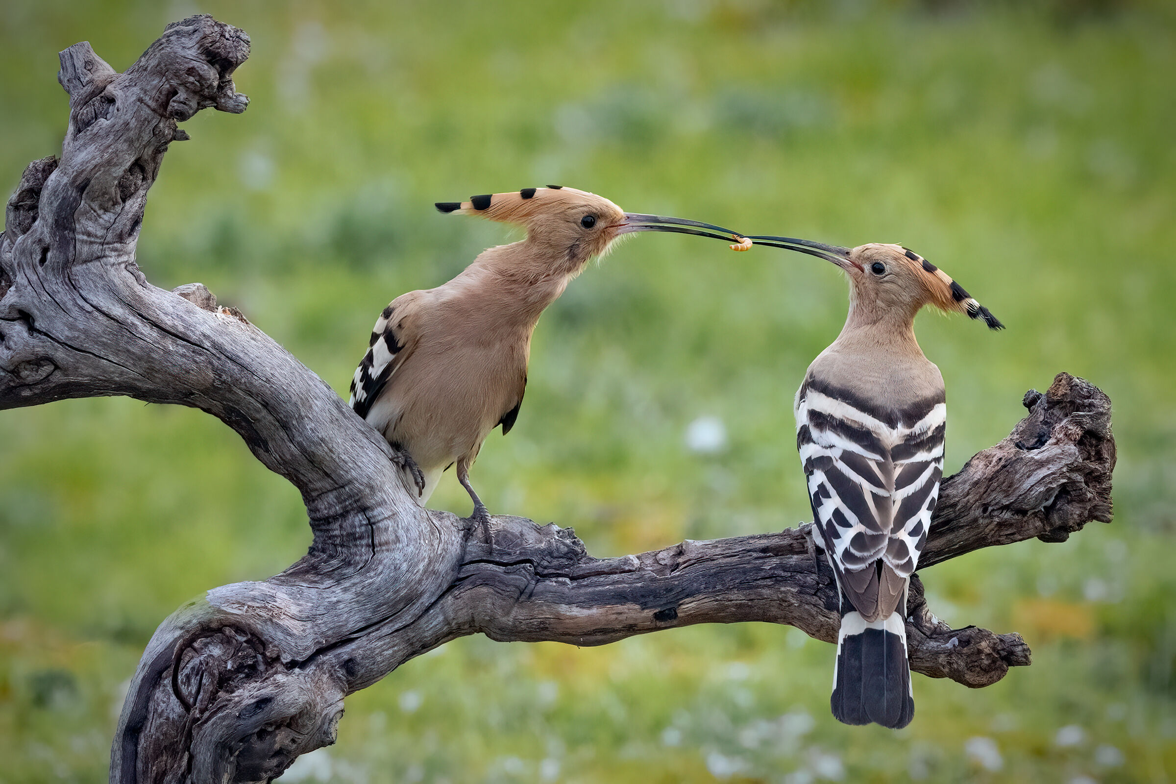 Ùpupe: scambio del dono