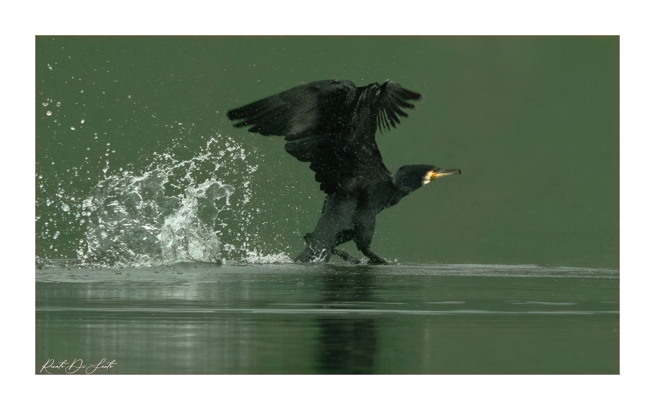 The ditching of a cormorant