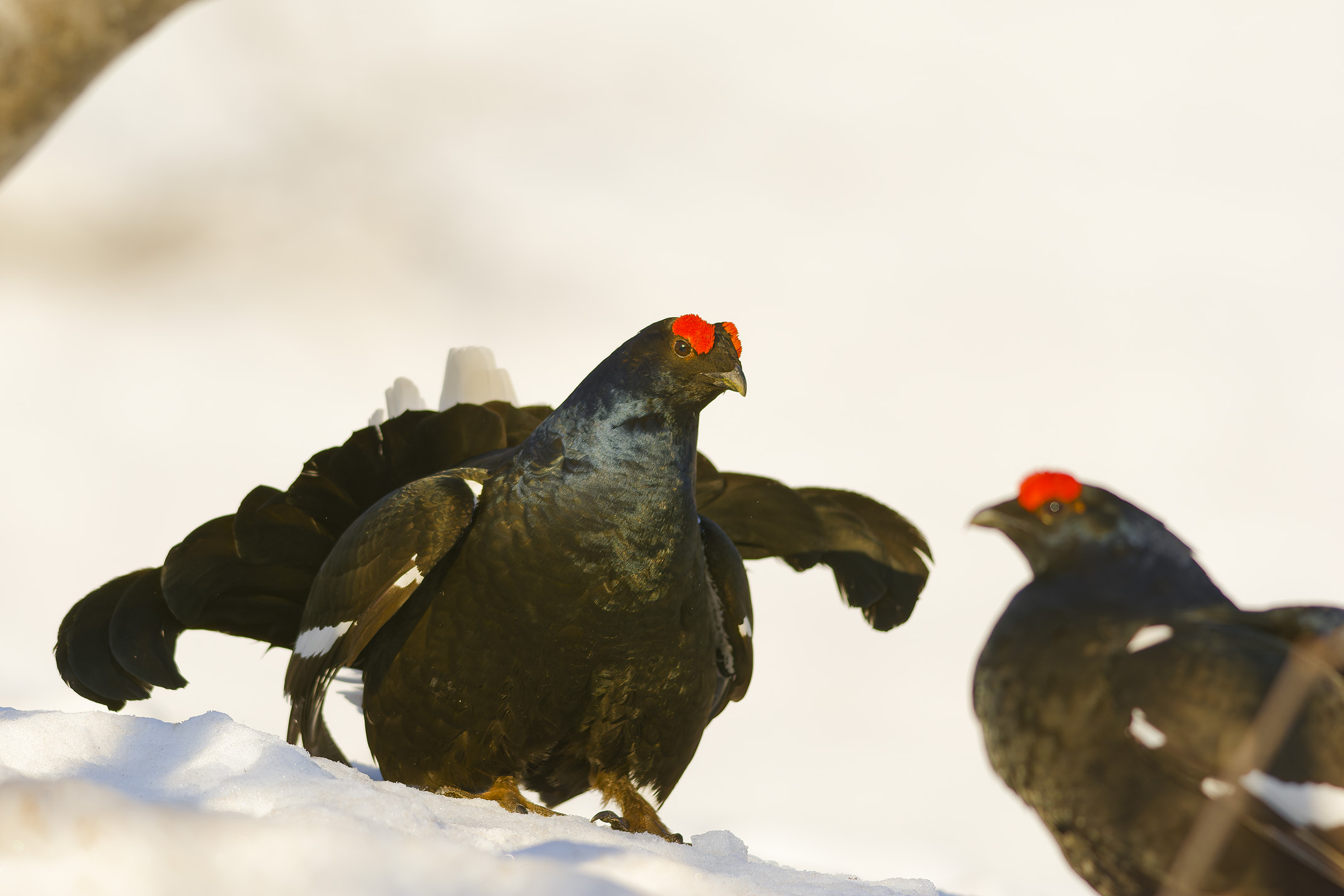 Il confronto. Galli forcelli.